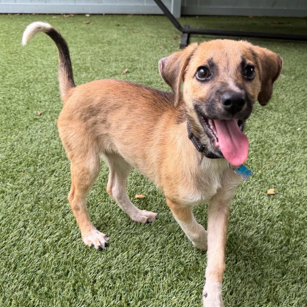 Fall, Adoptable, Puppy Female Labrador Retriever & Hound.