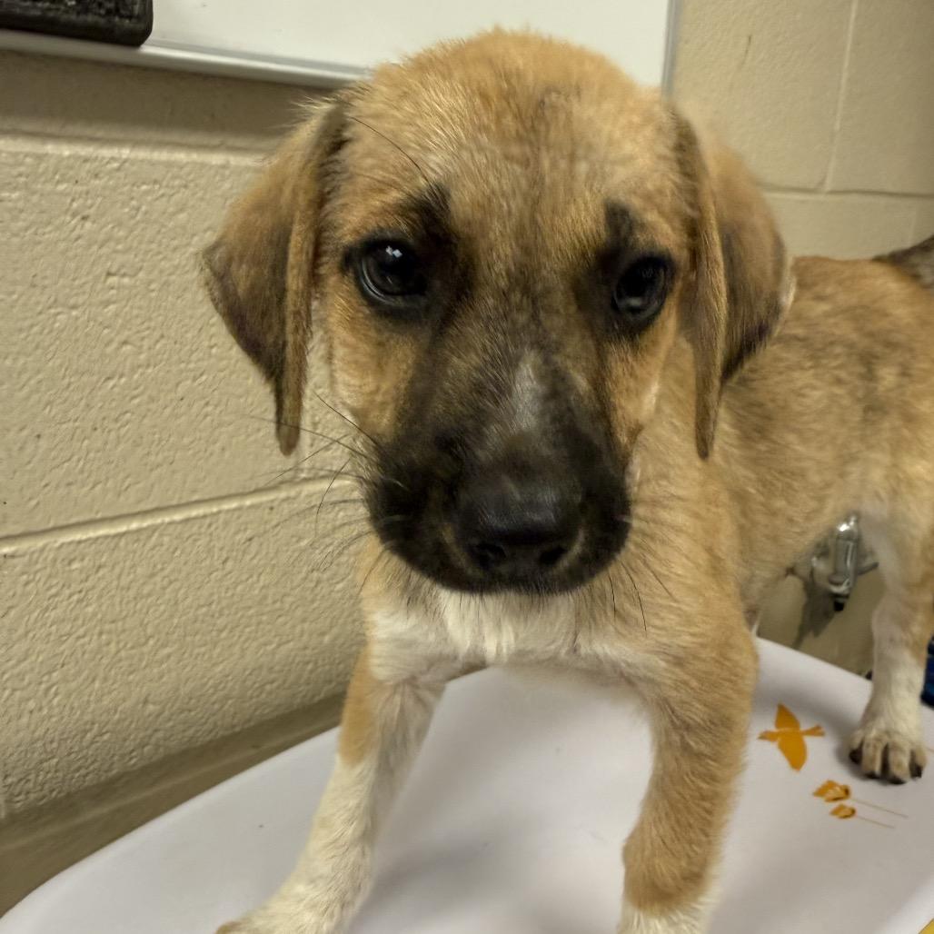 Enlarge Fall, a Adoptable mixed breed in San Francisco, CA image 2/2