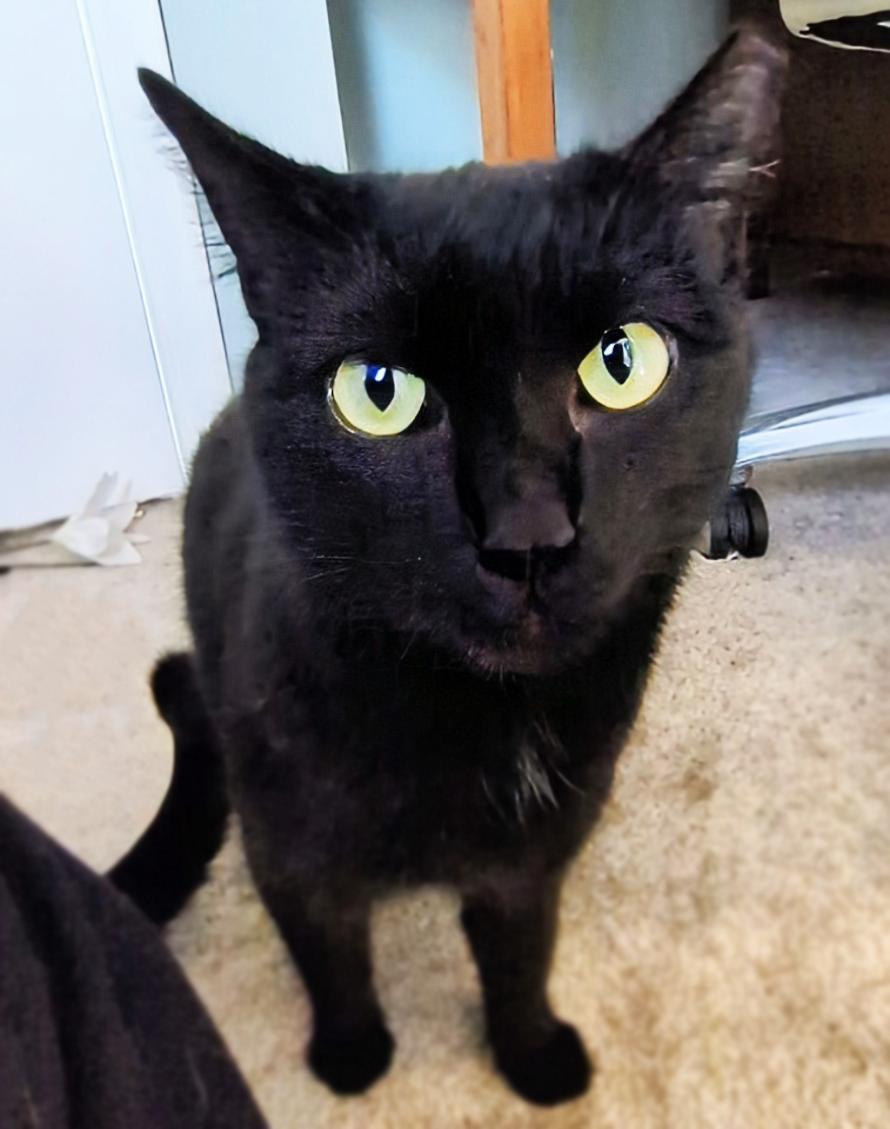 Enlarge Shoshanna & Marnie, a ADOPTABLE Domestic Short Hair in Asheville, NC image 1/2