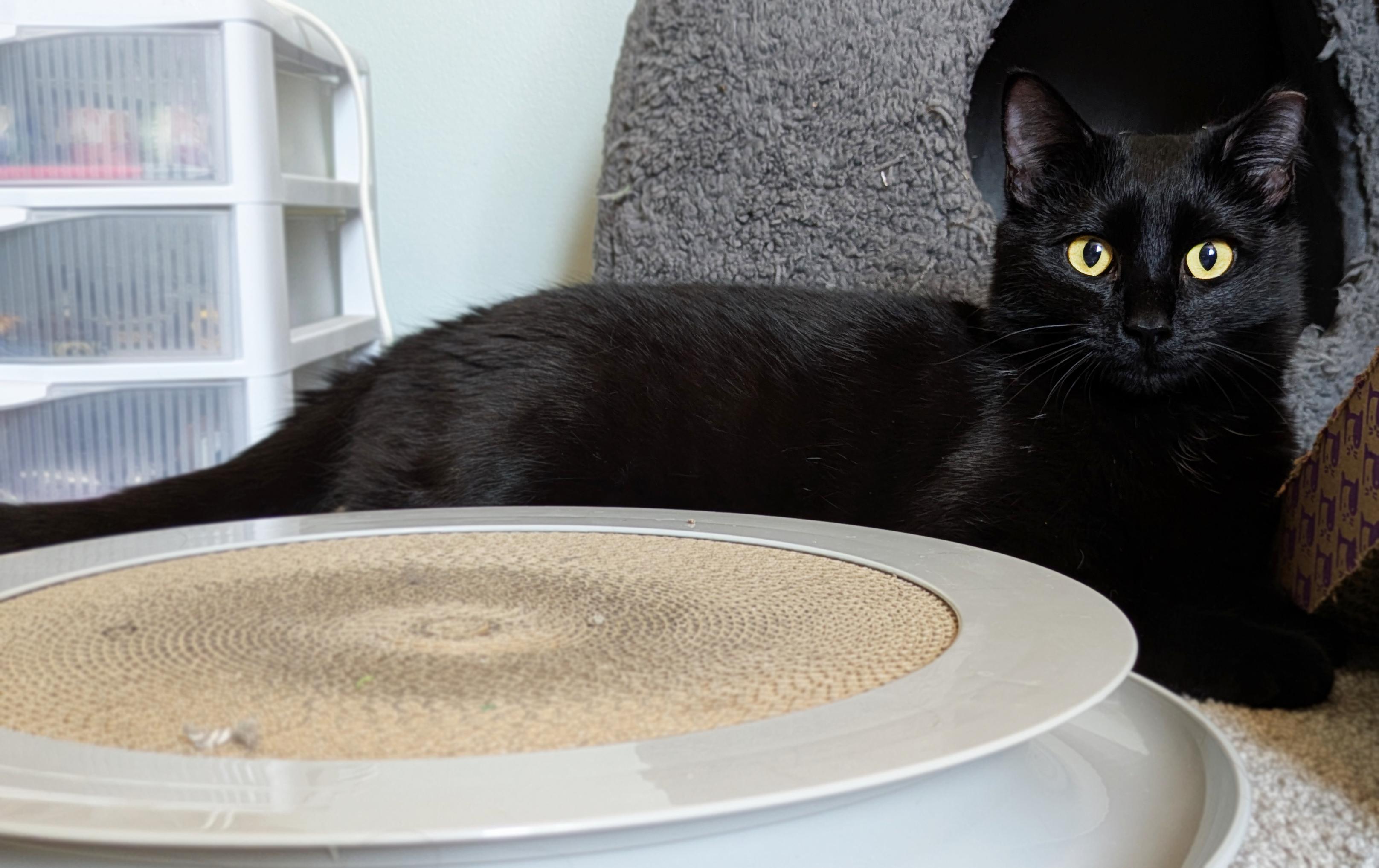 Enlarge Shoshanna & Marnie, a ADOPTABLE Domestic Short Hair in Asheville, NC image 2/2