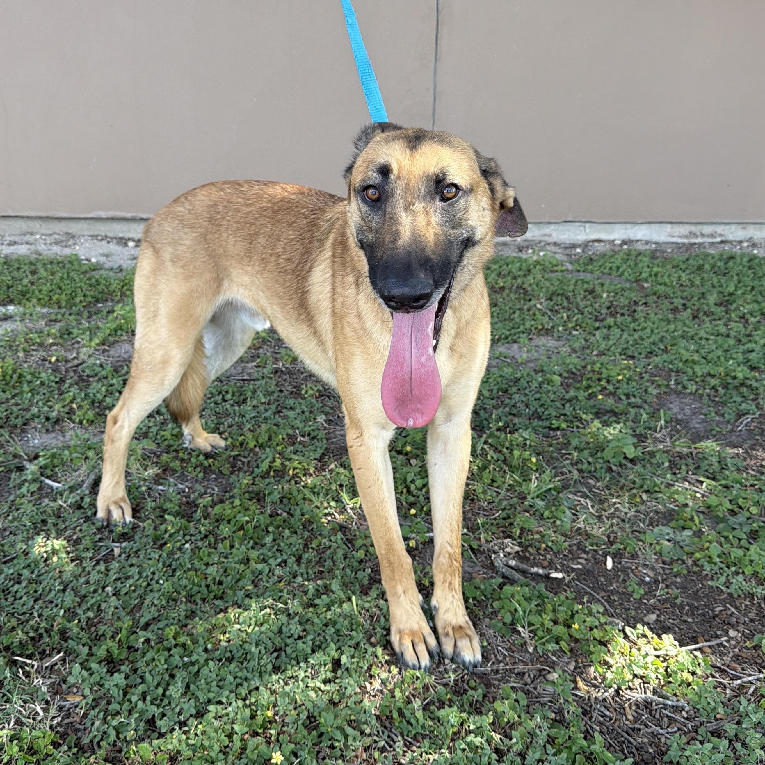 Enlarge Cowboy, a Adoptable mixed breed in Minneapolis , MN image 2/5