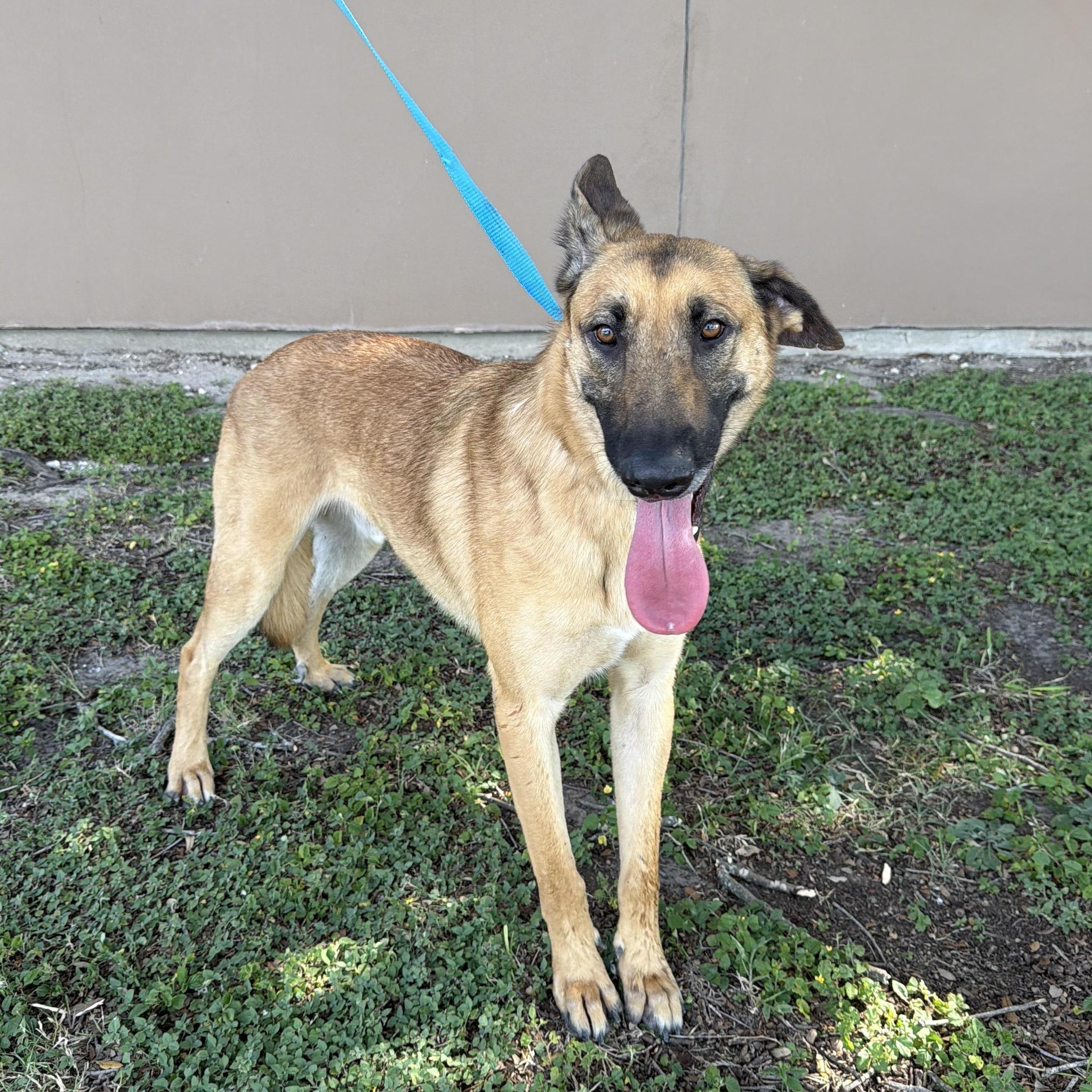 Enlarge Cowboy, a Adoptable mixed breed in Minneapolis , MN image 1/5