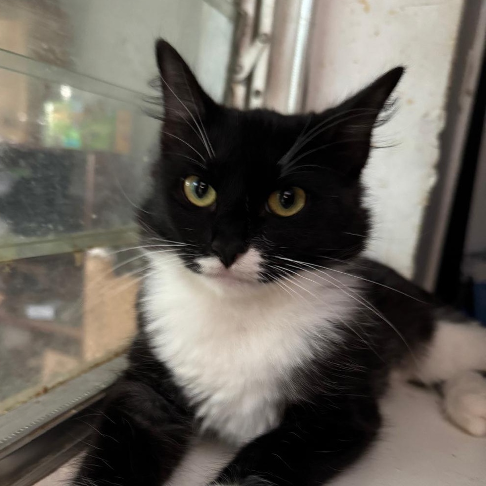 Gidget — thumbnail 4