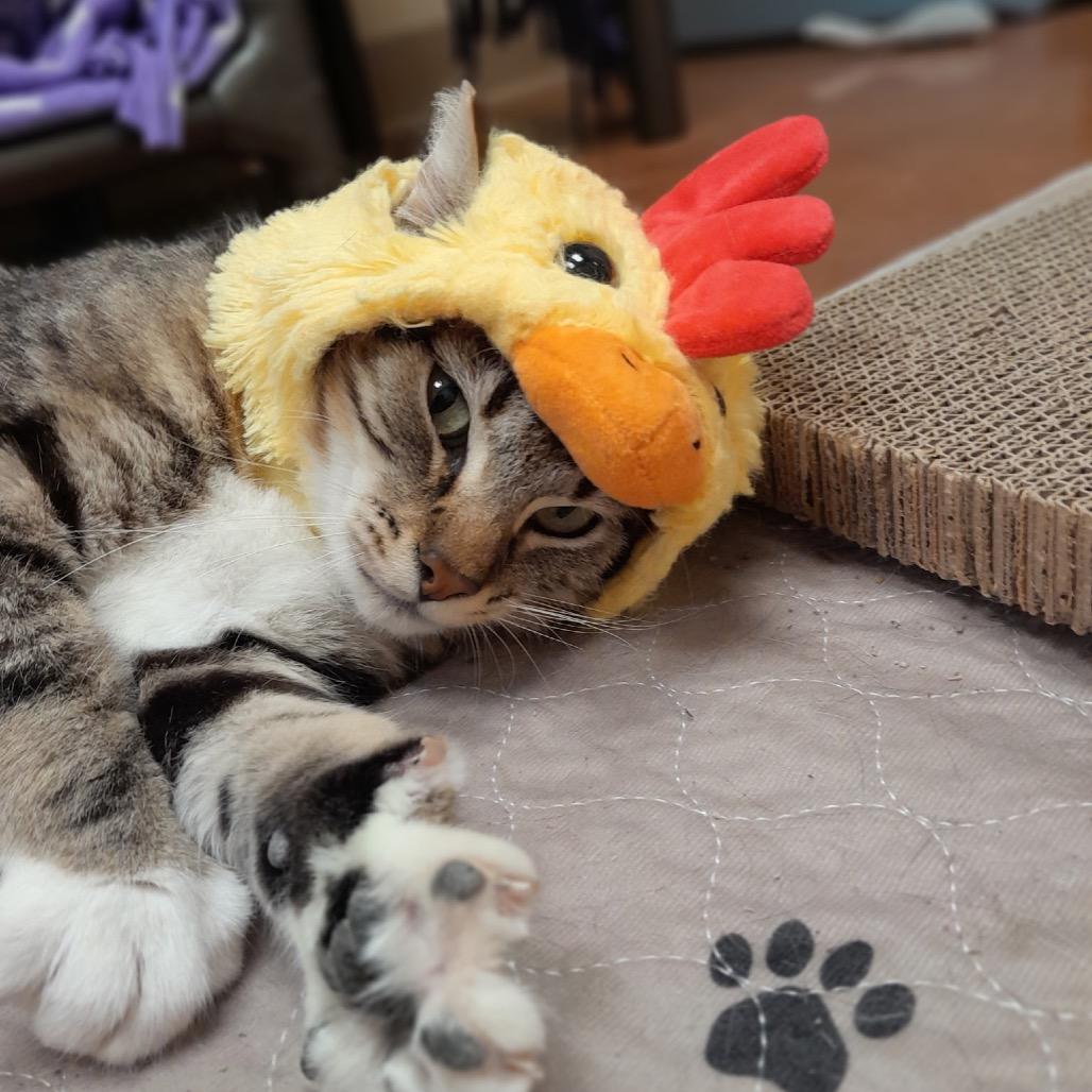 Louie, Adoptable, Adult Male Domestic Medium Hair.