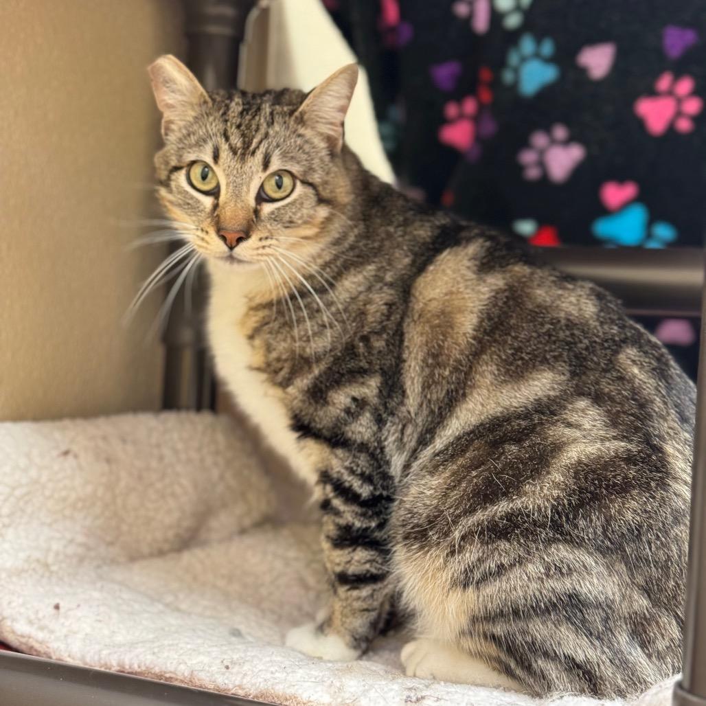 Louie, Adoptable, Adult Male Domestic Medium Hair.