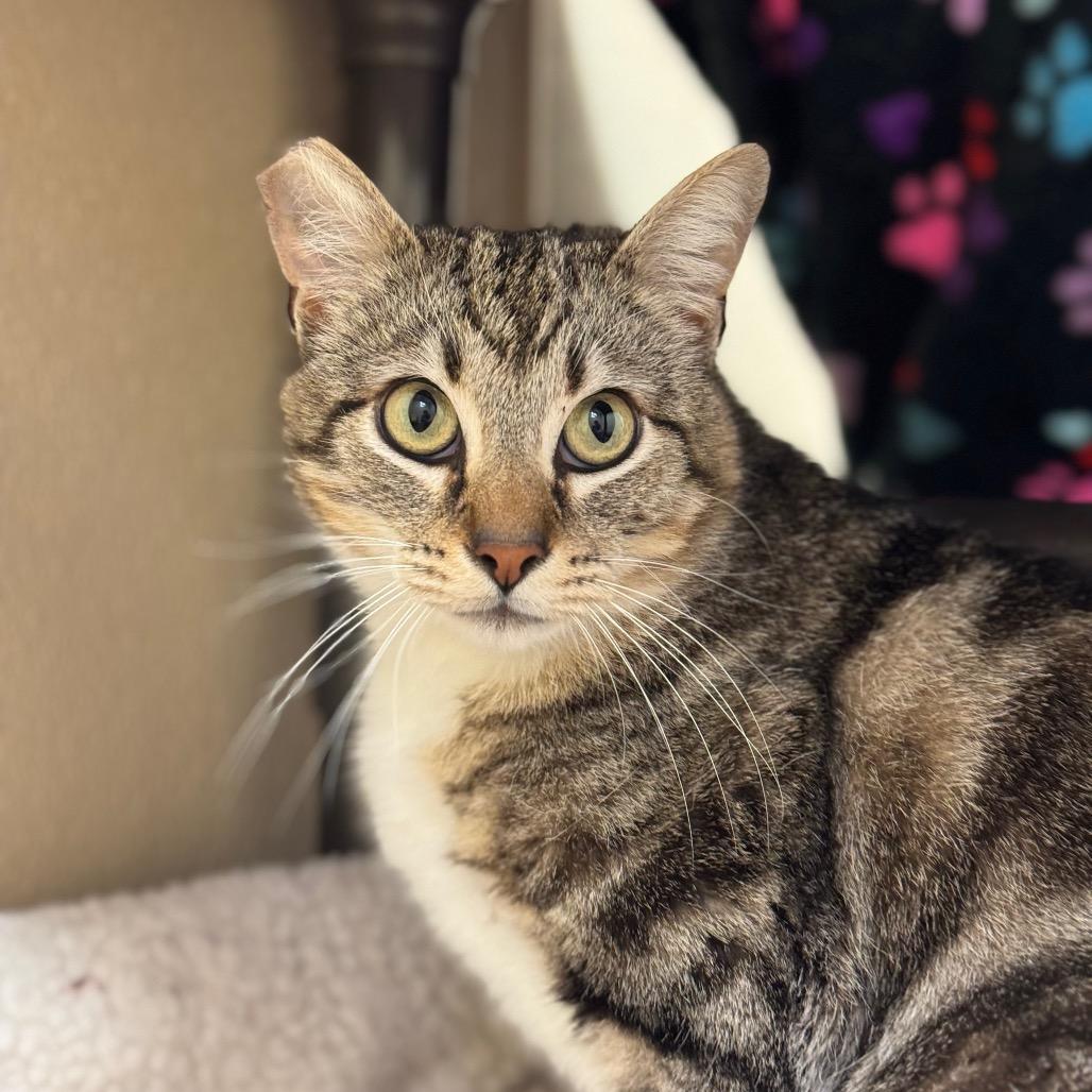 Enlarge Louie, a Adoptable Domestic Medium Hair in Santa Barbara, CA image 1/6