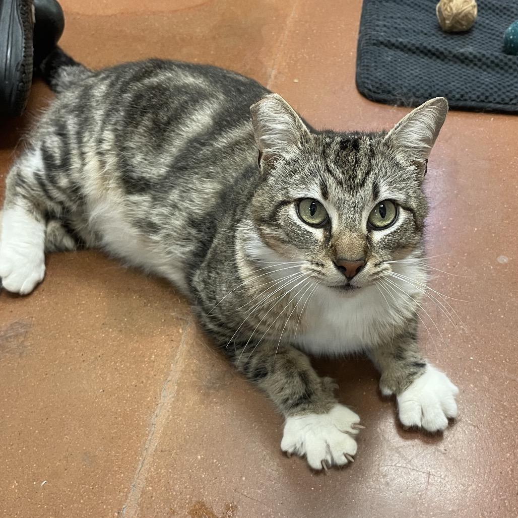 Enlarge Louie, a Adoptable Domestic Medium Hair in Santa Barbara, CA image 2/6
