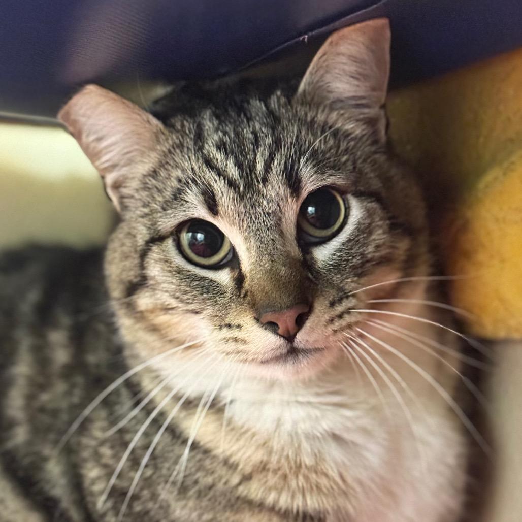 Enlarge Louie, a Adoptable Domestic Medium Hair in Santa Barbara, CA image 3/6