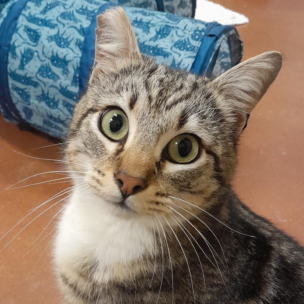 Enlarge Louie, a Adoptable Domestic Medium Hair in Santa Barbara, CA image 4/6