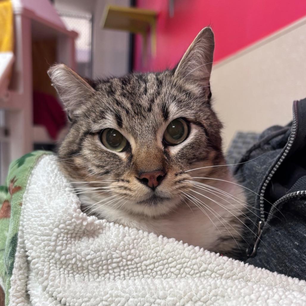 Enlarge Louie, a Adoptable Domestic Medium Hair in Santa Barbara, CA image 5/6