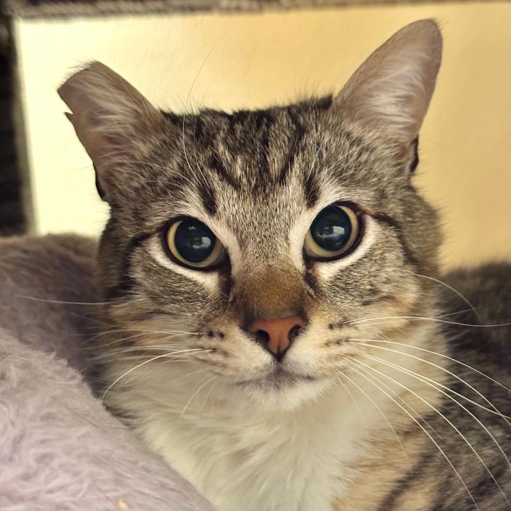 Enlarge Louie, a Adoptable Domestic Medium Hair in Santa Barbara, CA image 6/6