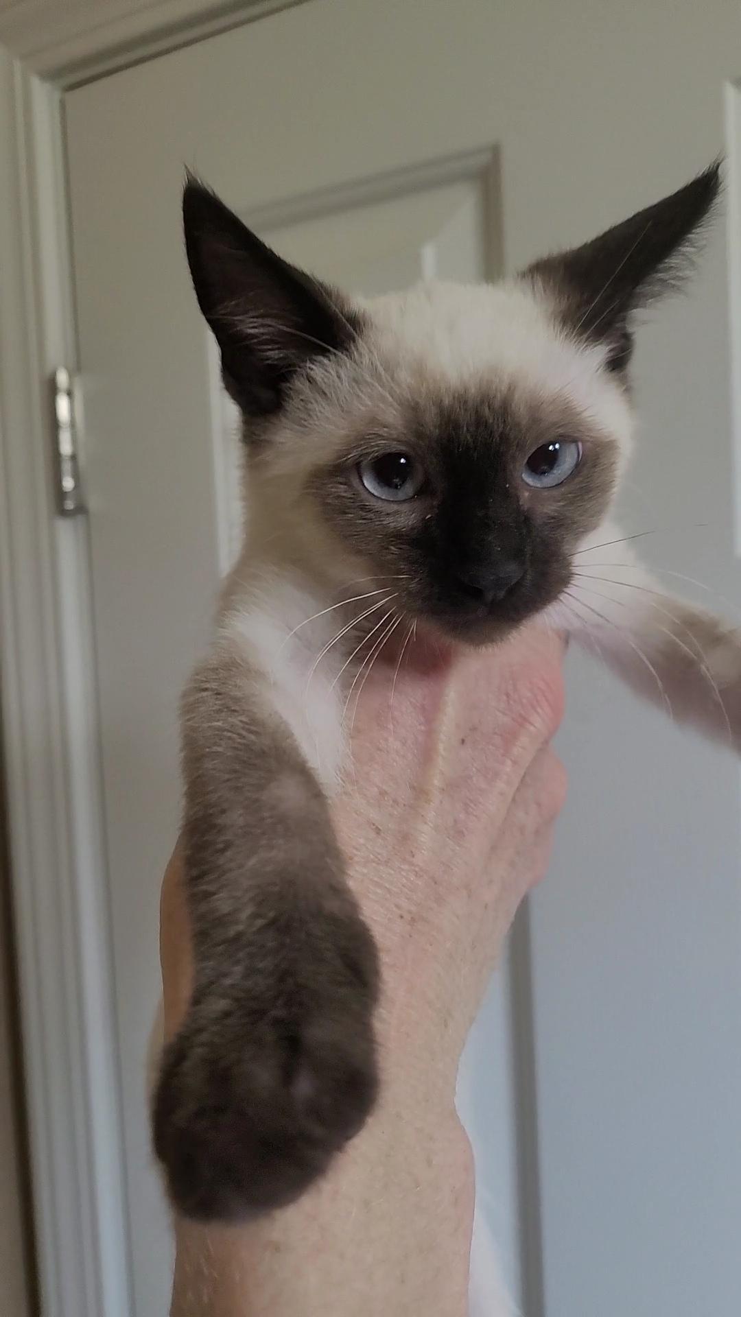 WATER BABIES, a ADOPTABLE mixed breed in Escalon, CA image 2/6