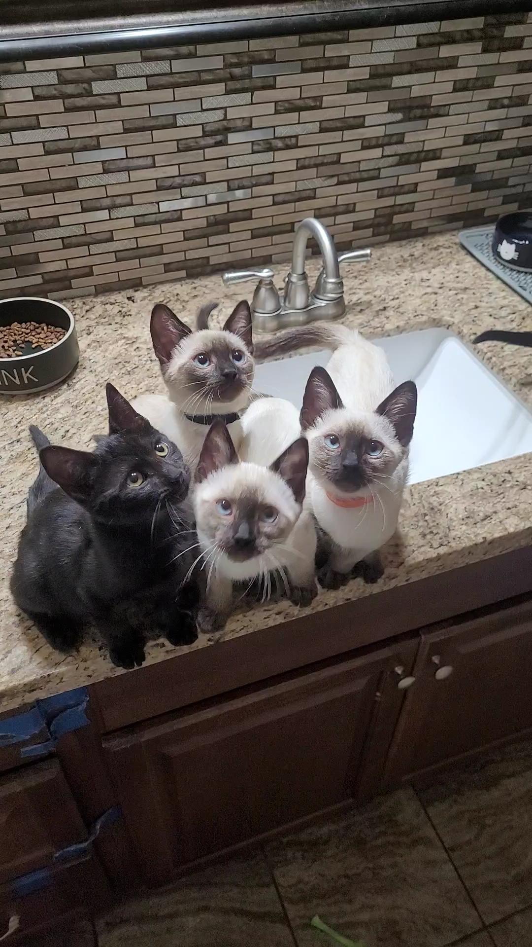 WATER BABIES, ADOPTABLE, Kitten Male Siamese & Domestic Short Hair.