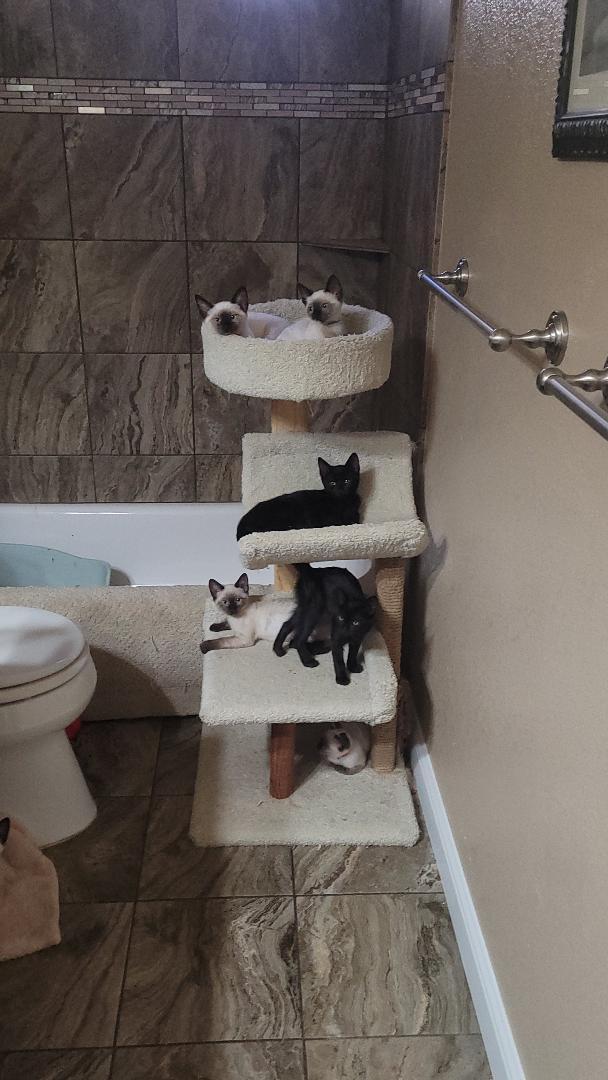 WATER BABIES, a ADOPTABLE mixed breed in Escalon, CA image 4/6