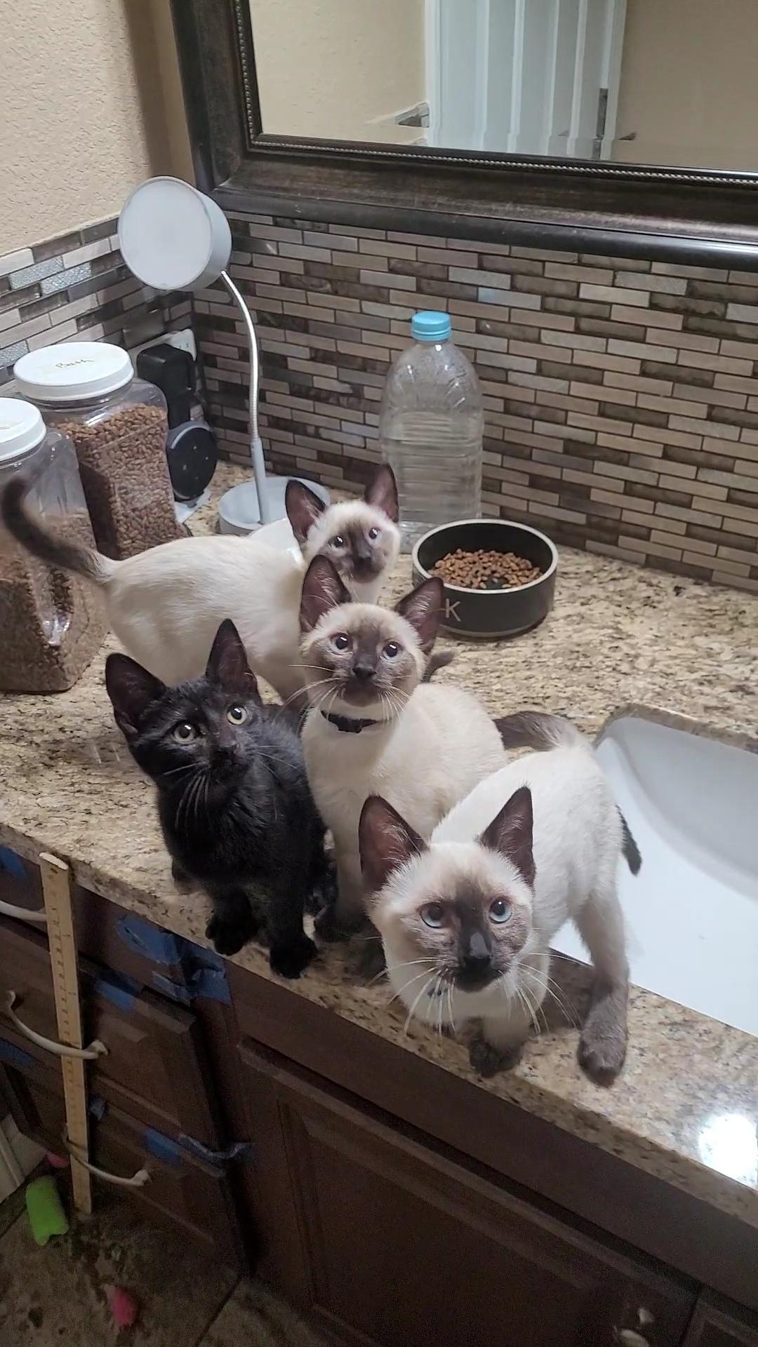 WATER BABIES, a ADOPTABLE mixed breed in Escalon, CA image 3/6