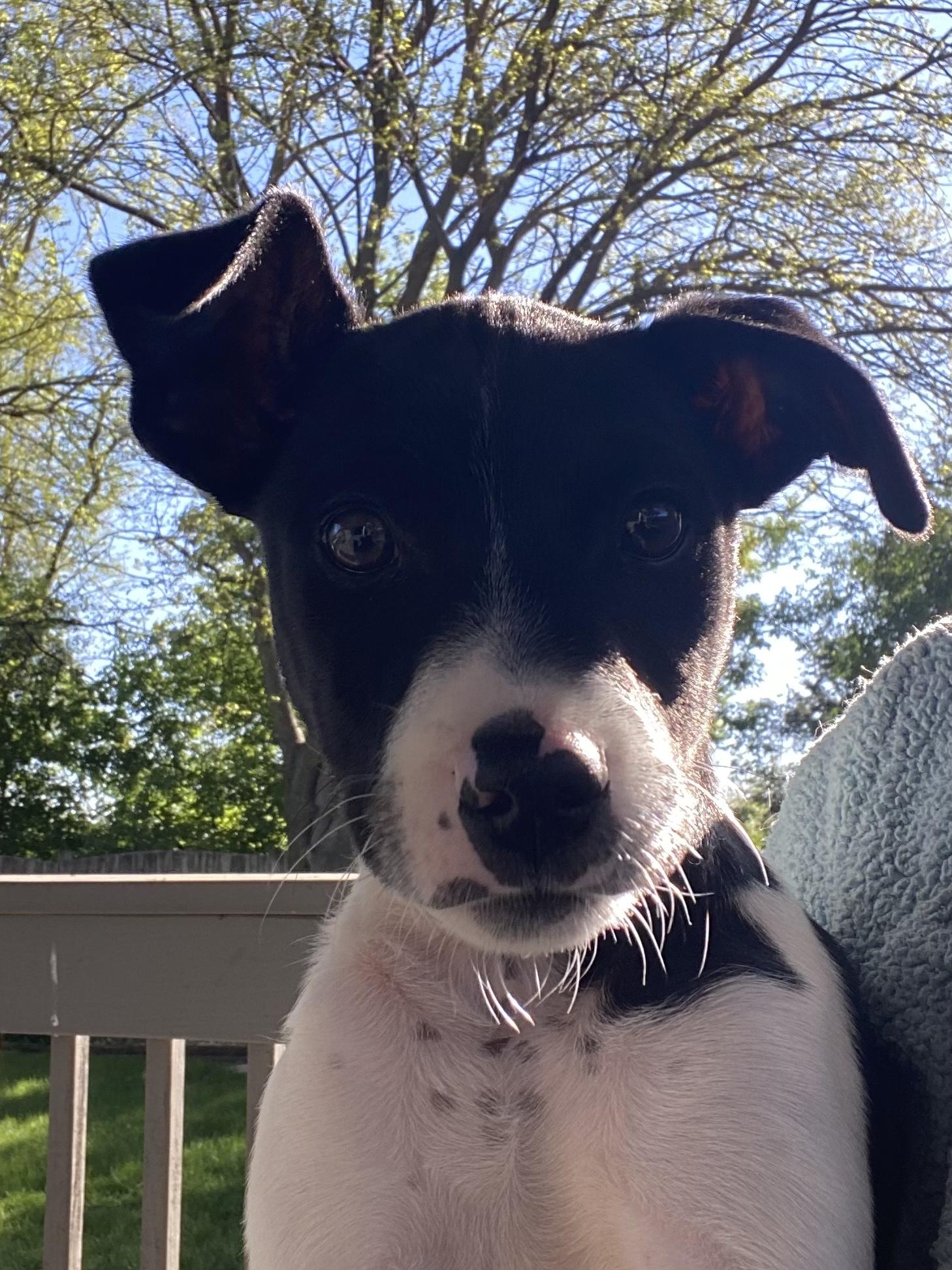 Mickey , adoptable, Puppy Male Beagle & Spaniel.