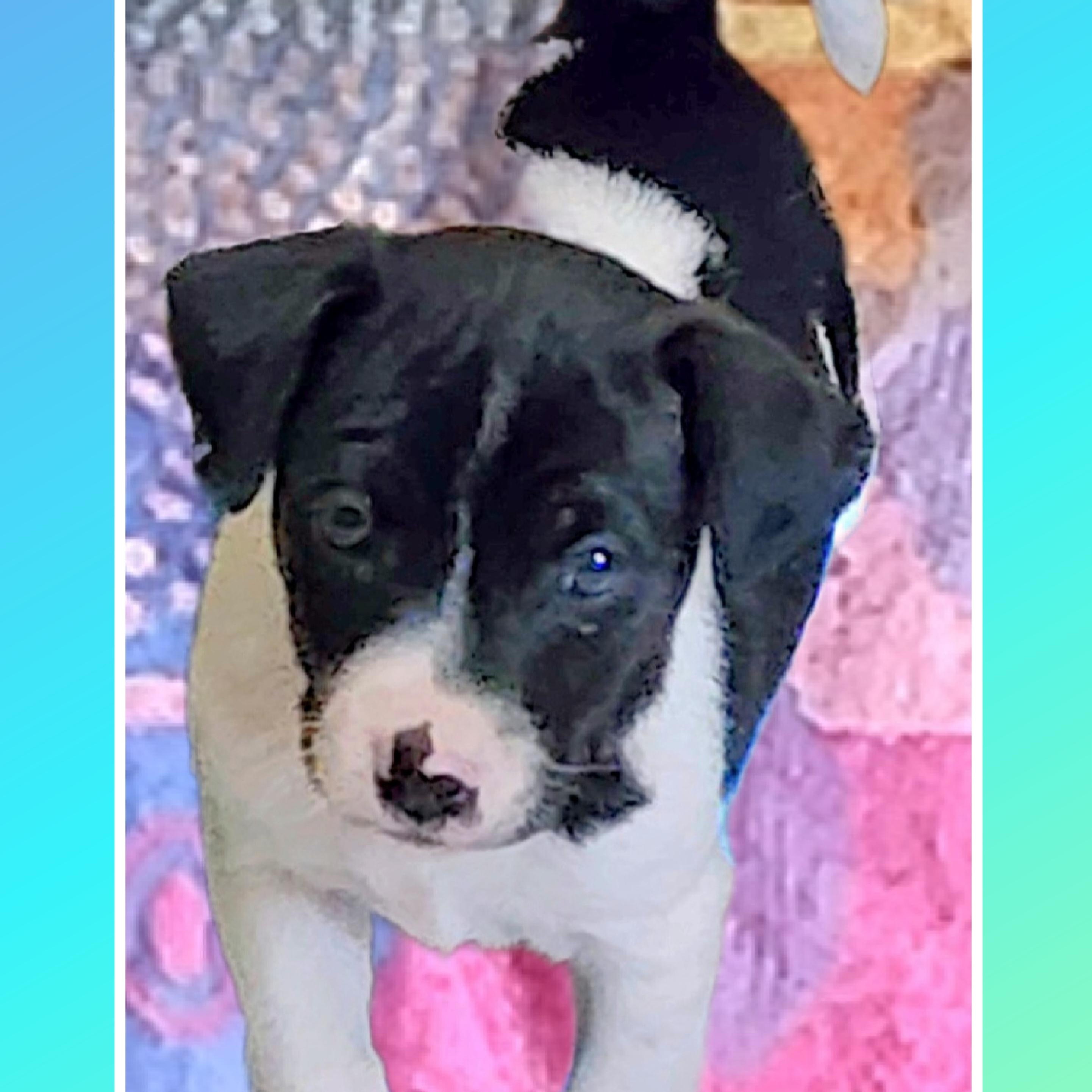 Mickey , adoptable, Puppy Male Beagle & Spaniel.