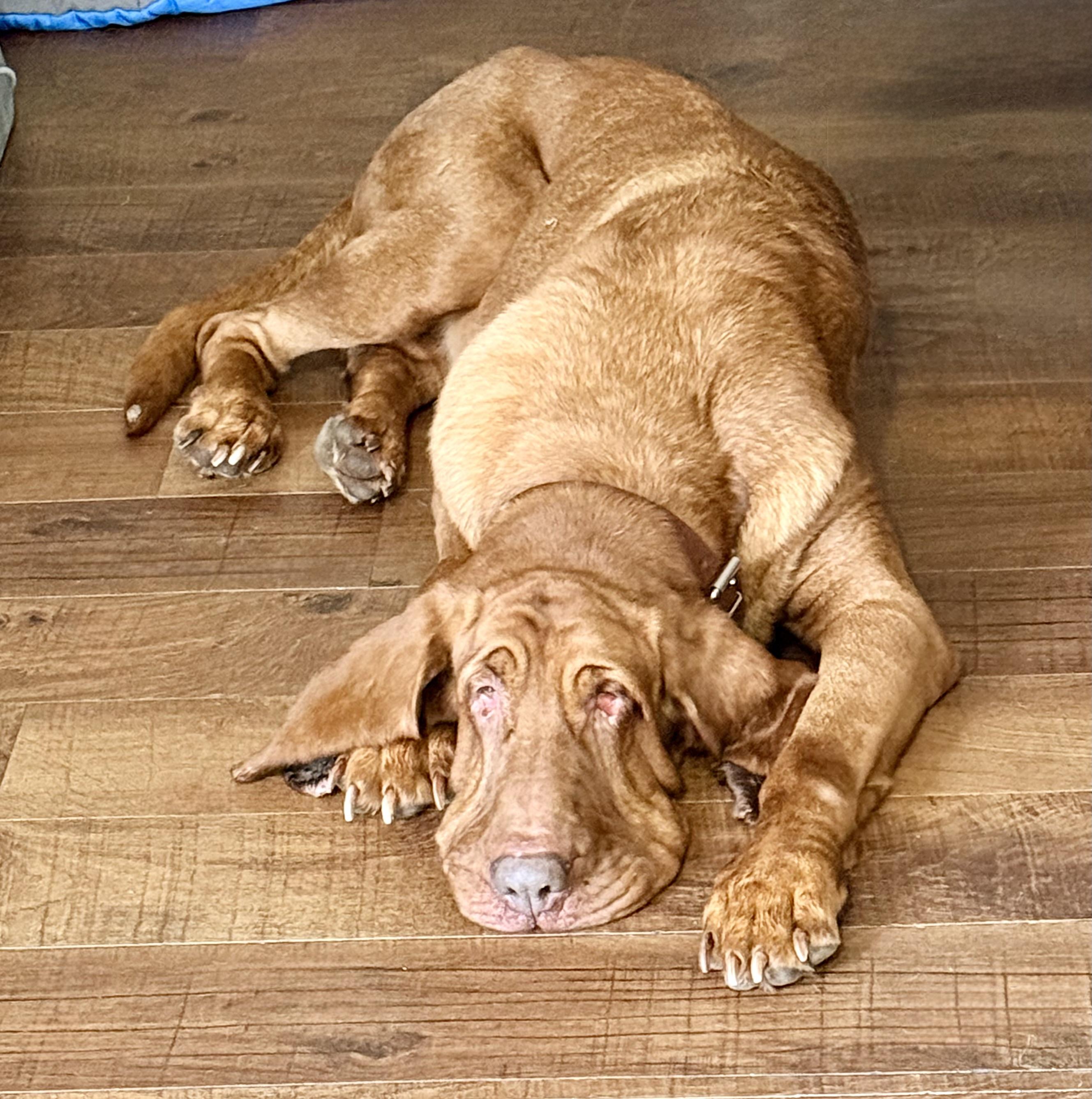 Ginger, a Adoptable Bloodhound in Dallas, TX image 4/5