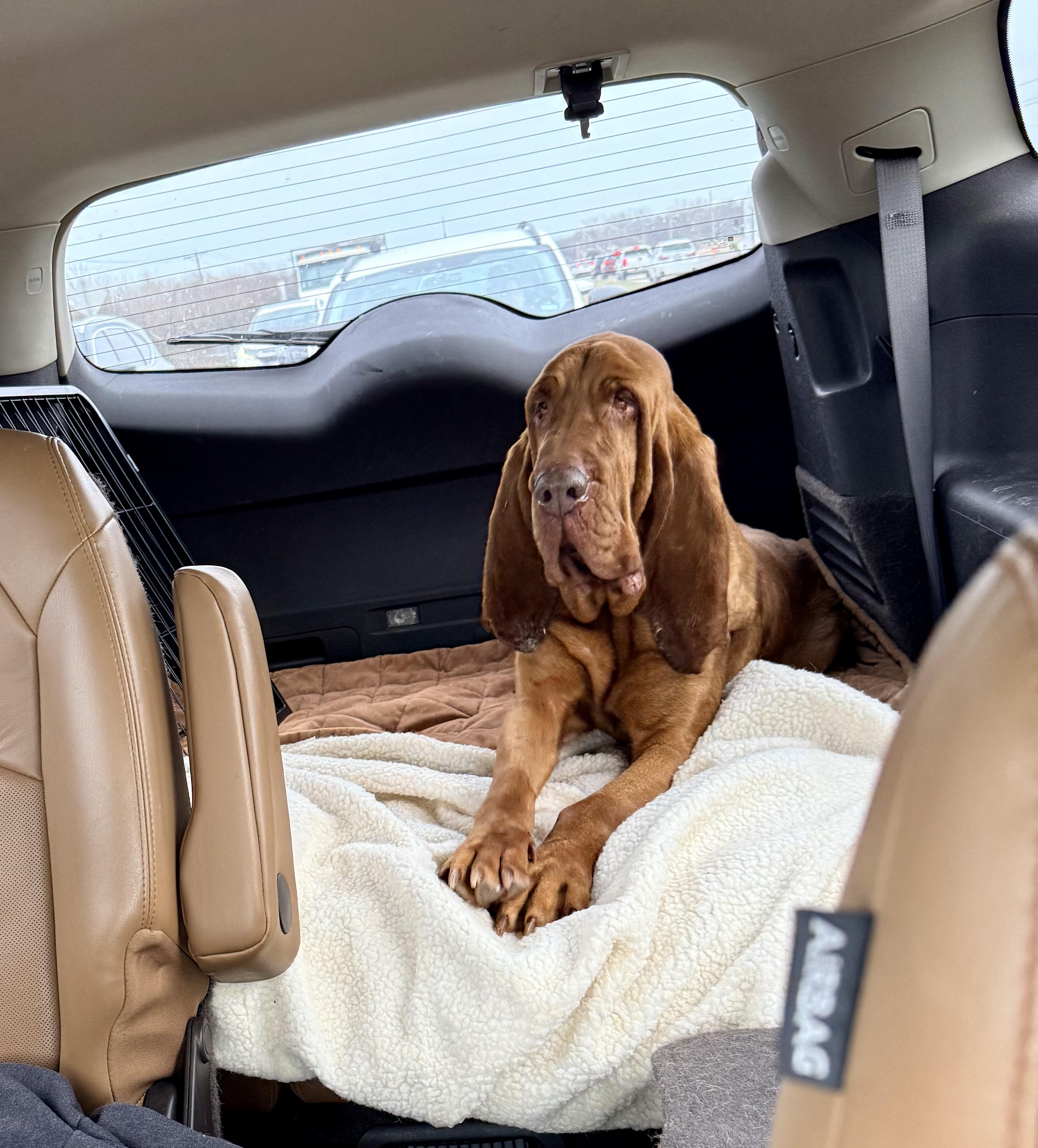 Ginger, a Adoptable Bloodhound in Dallas, TX image 5/5