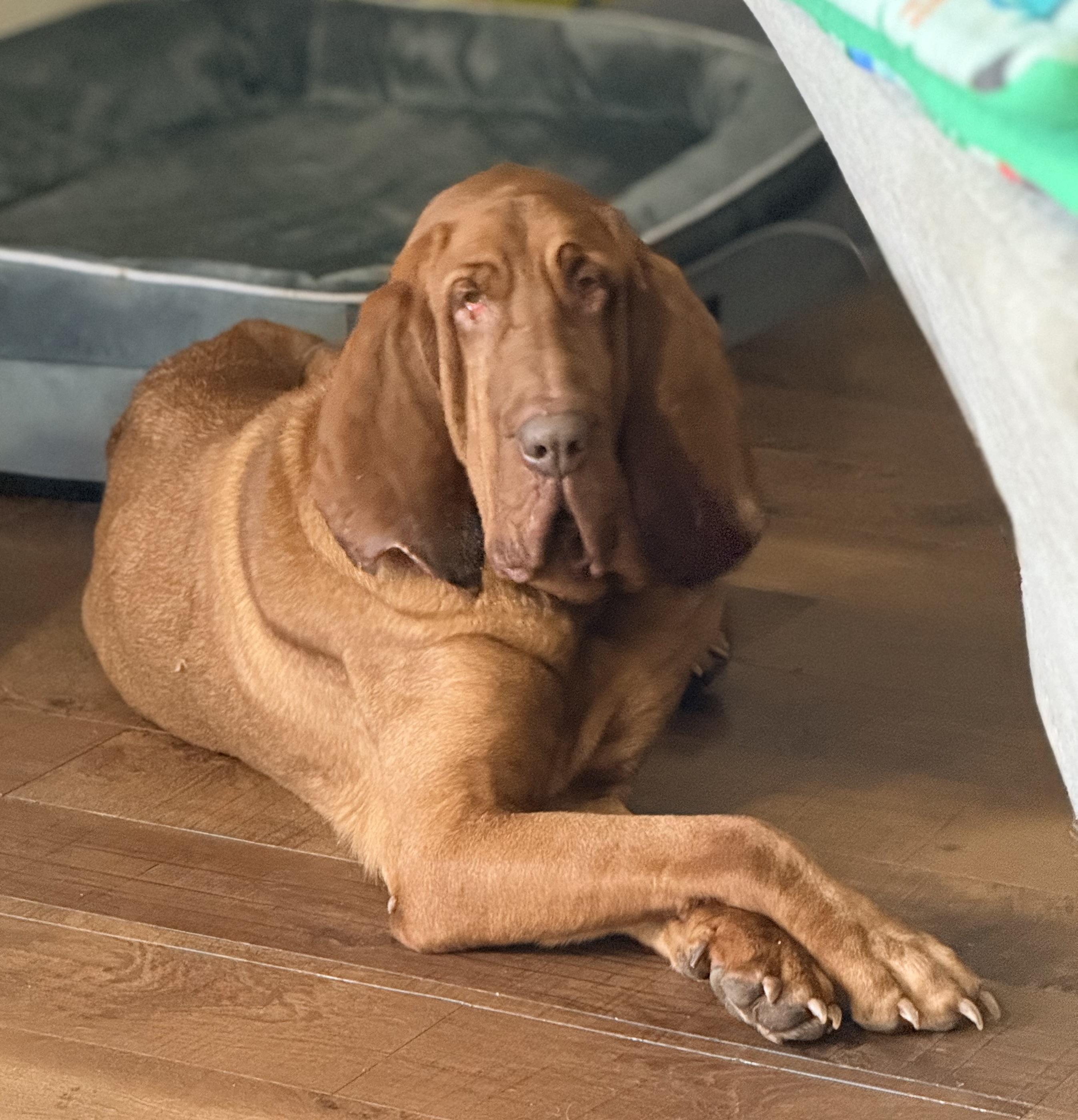 Ginger, a Adoptable Bloodhound in Dallas, TX image 1/5