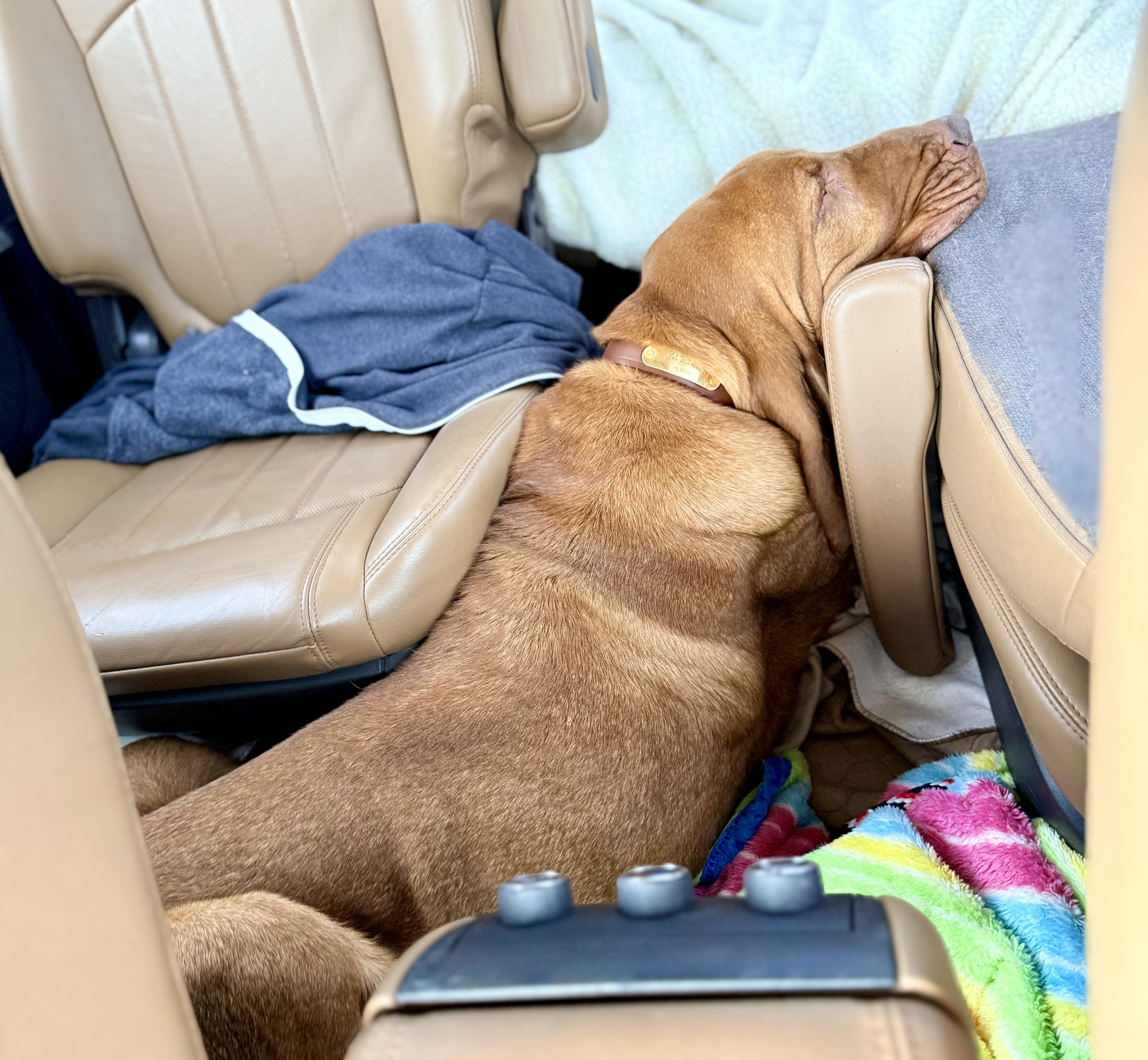 Ginger, a Adoptable Bloodhound in Dallas, TX image 3/5