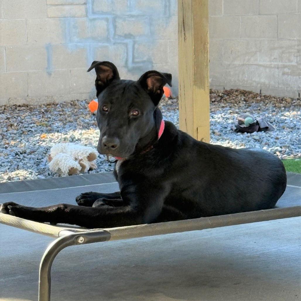 Enlarge Billy, a Adoptable mixed breed in Oceanside, CA image 2/3