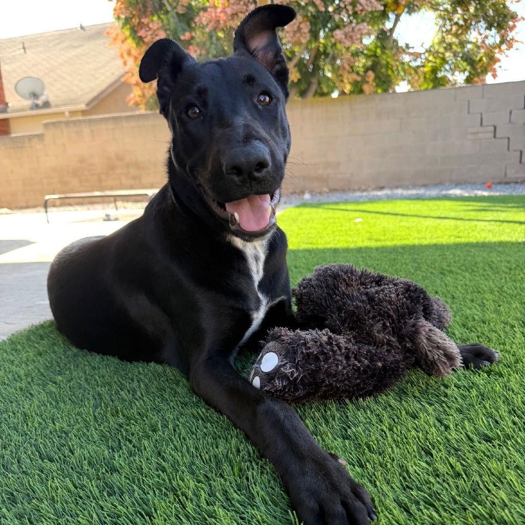 Enlarge Billy, a Adoptable mixed breed in Oceanside, CA image 3/3