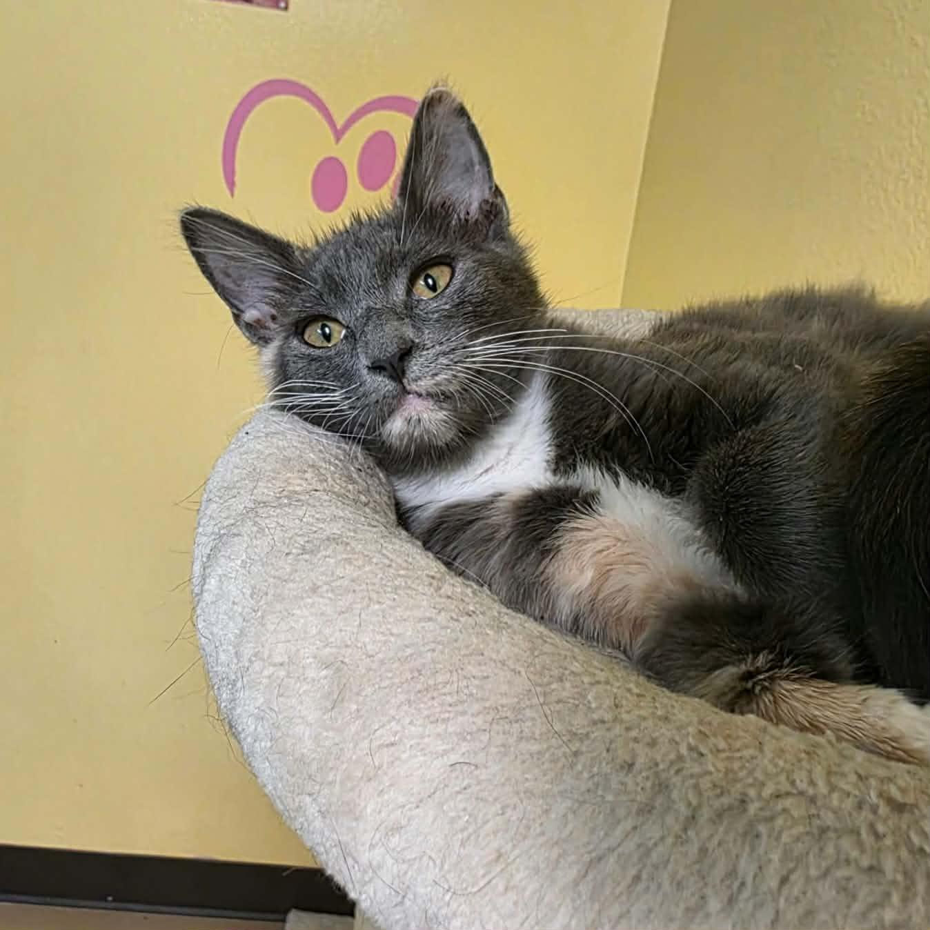 Enlarge Maisy, a Adoptable Domestic Medium Hair in Umatilla, FL image 3/6