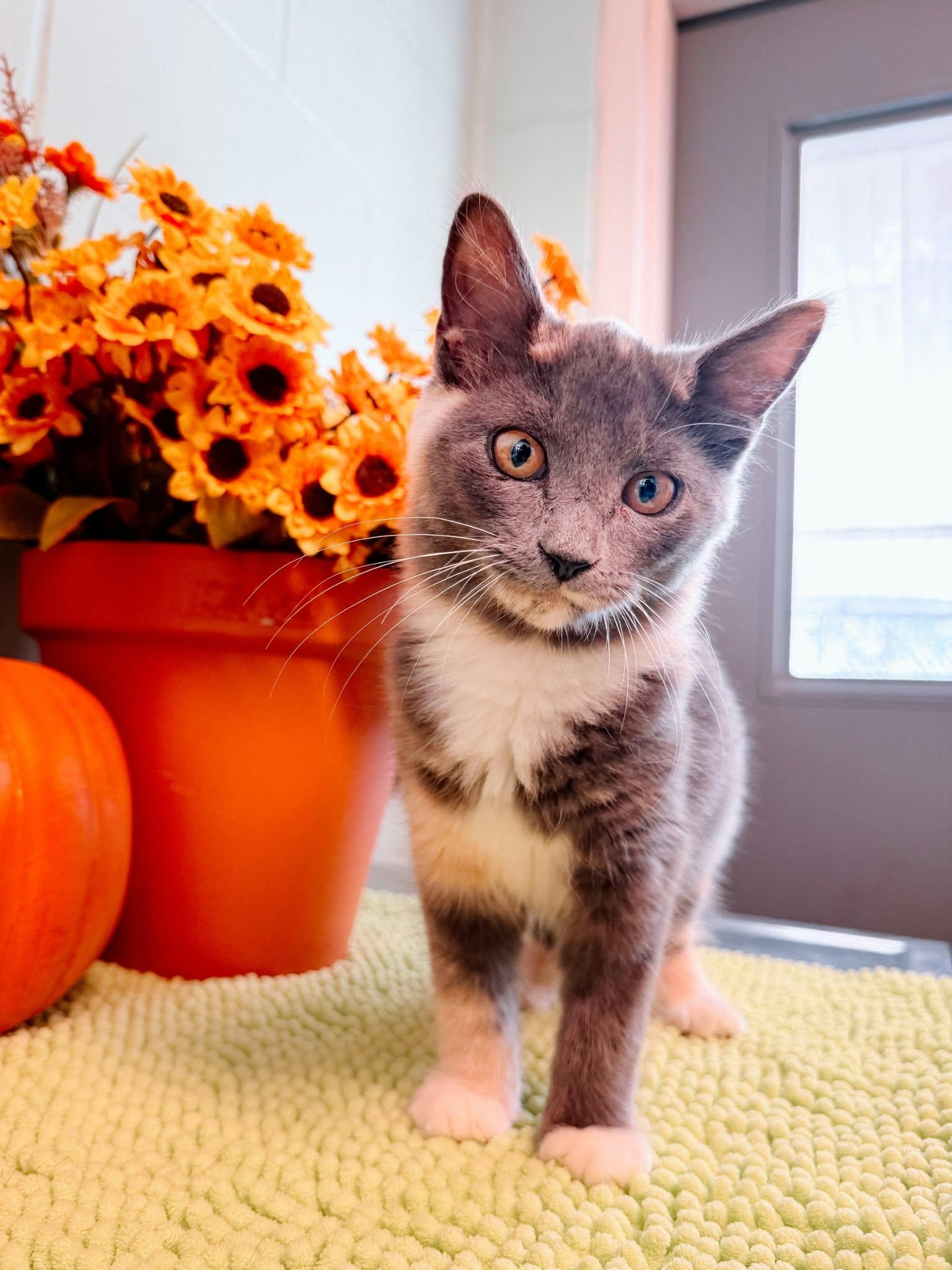 Maisy, Adoptable, Kitten Female Domestic Medium Hair.