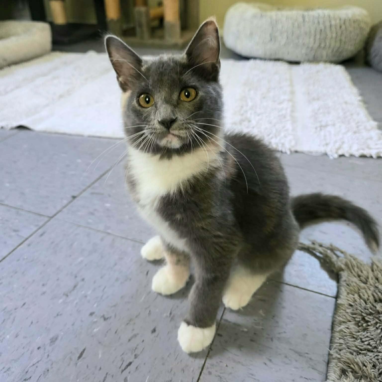 Enlarge Maisy, a Adoptable Domestic Medium Hair in Umatilla, FL image 2/6