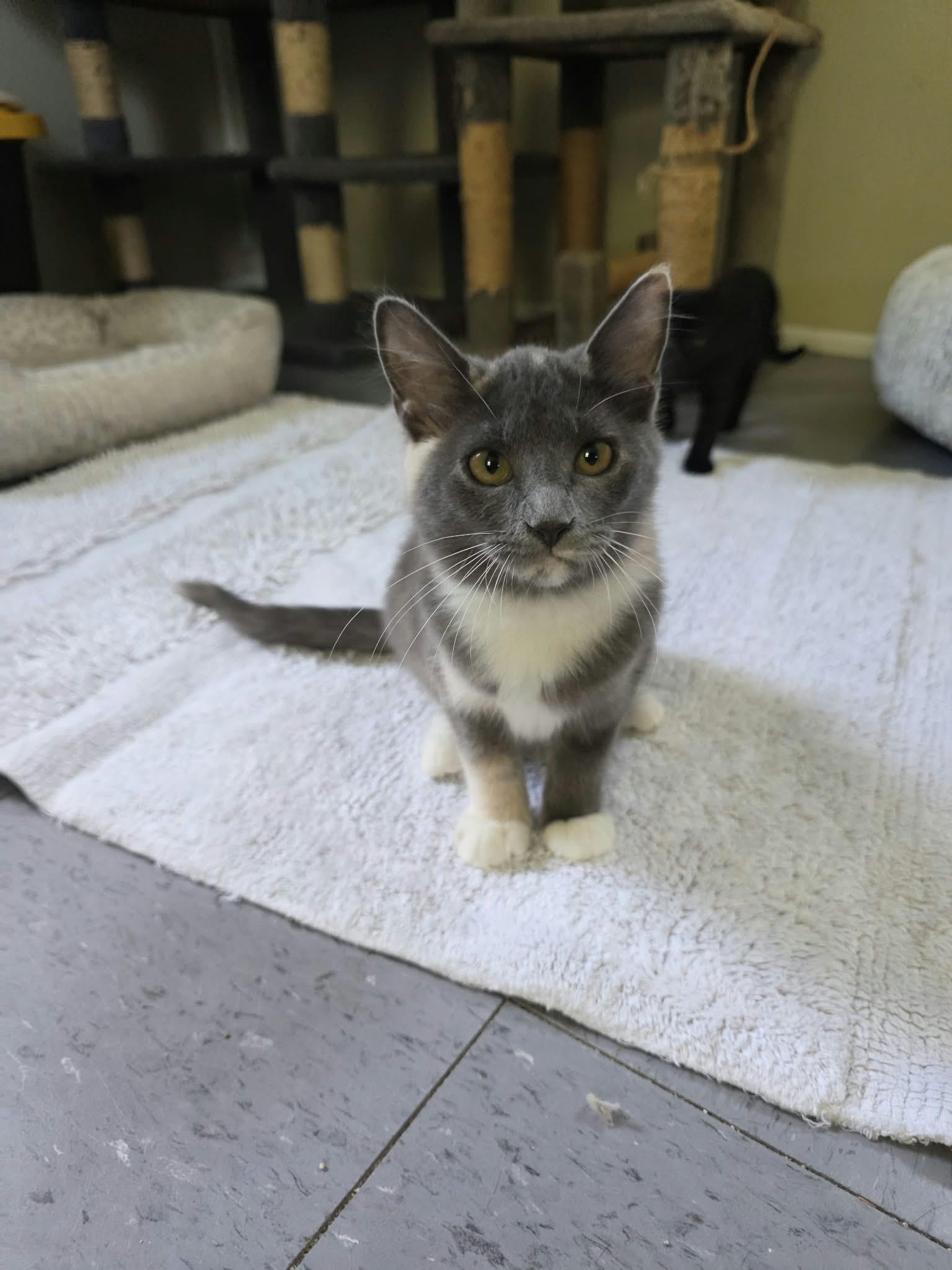 Enlarge Maisy, a Adoptable Domestic Medium Hair in Umatilla, FL image 6/6