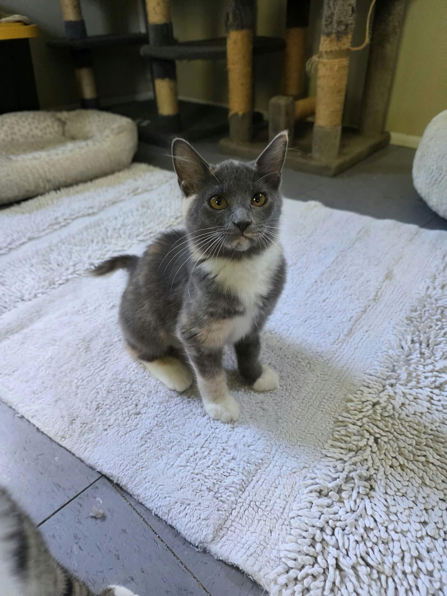 Enlarge Maisy, a Adoptable Domestic Medium Hair in Umatilla, FL image 5/6