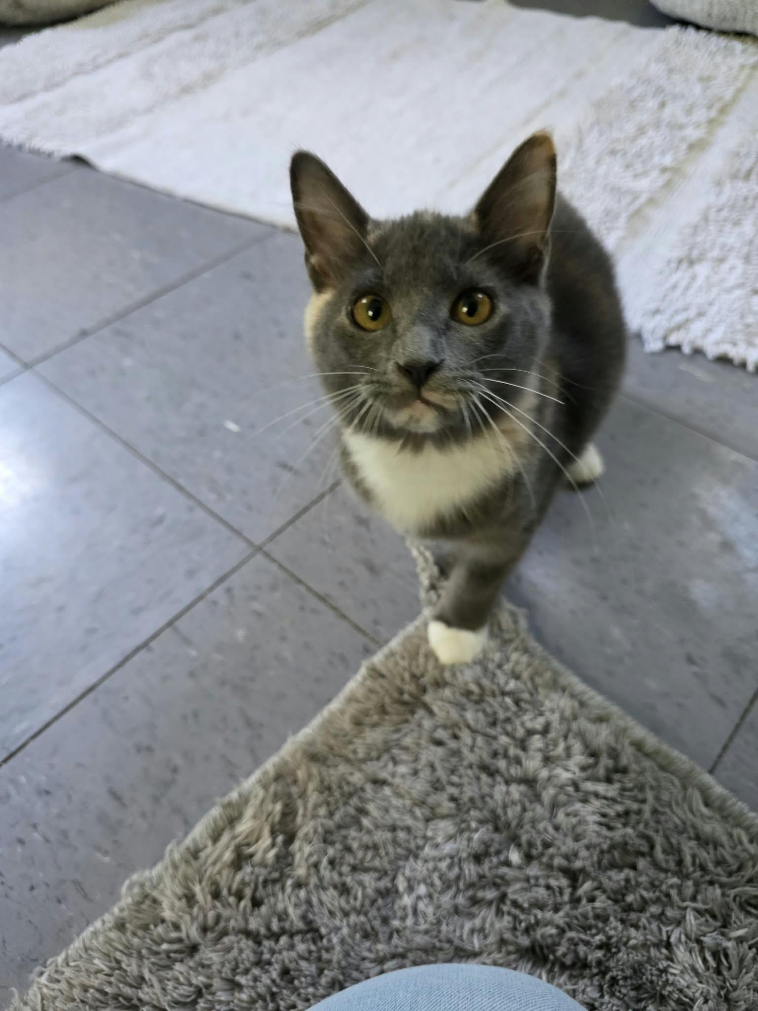 Enlarge Maisy, a Adoptable Domestic Medium Hair in Umatilla, FL image 4/6