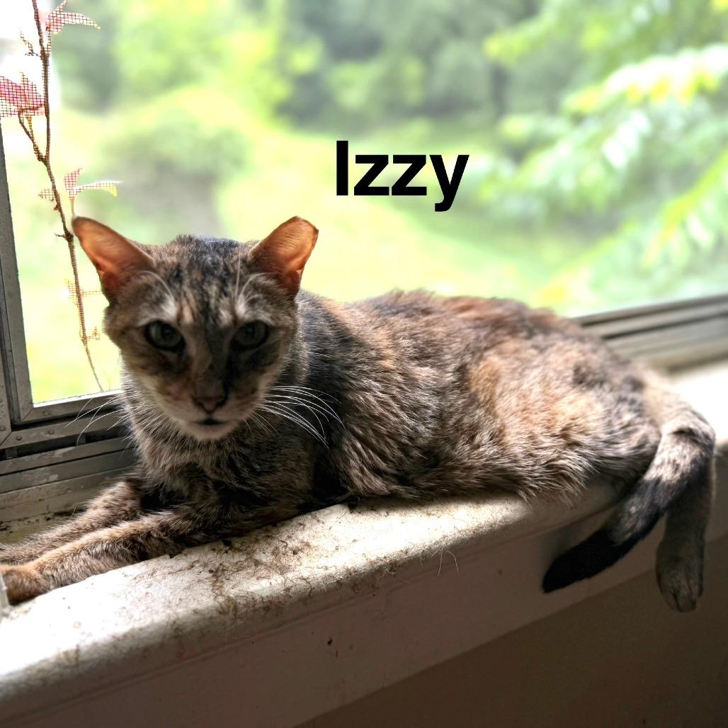Izzy, Adoptable, Senior Female Domestic Short Hair.