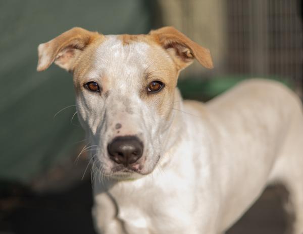 Enlarge Lux, a Adoptable mixed breed in Stratham, NH image 1/1