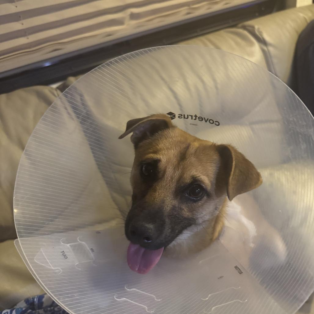 Enlarge Fidget, a Adoptable mixed breed in Pullman, WA image 1/1