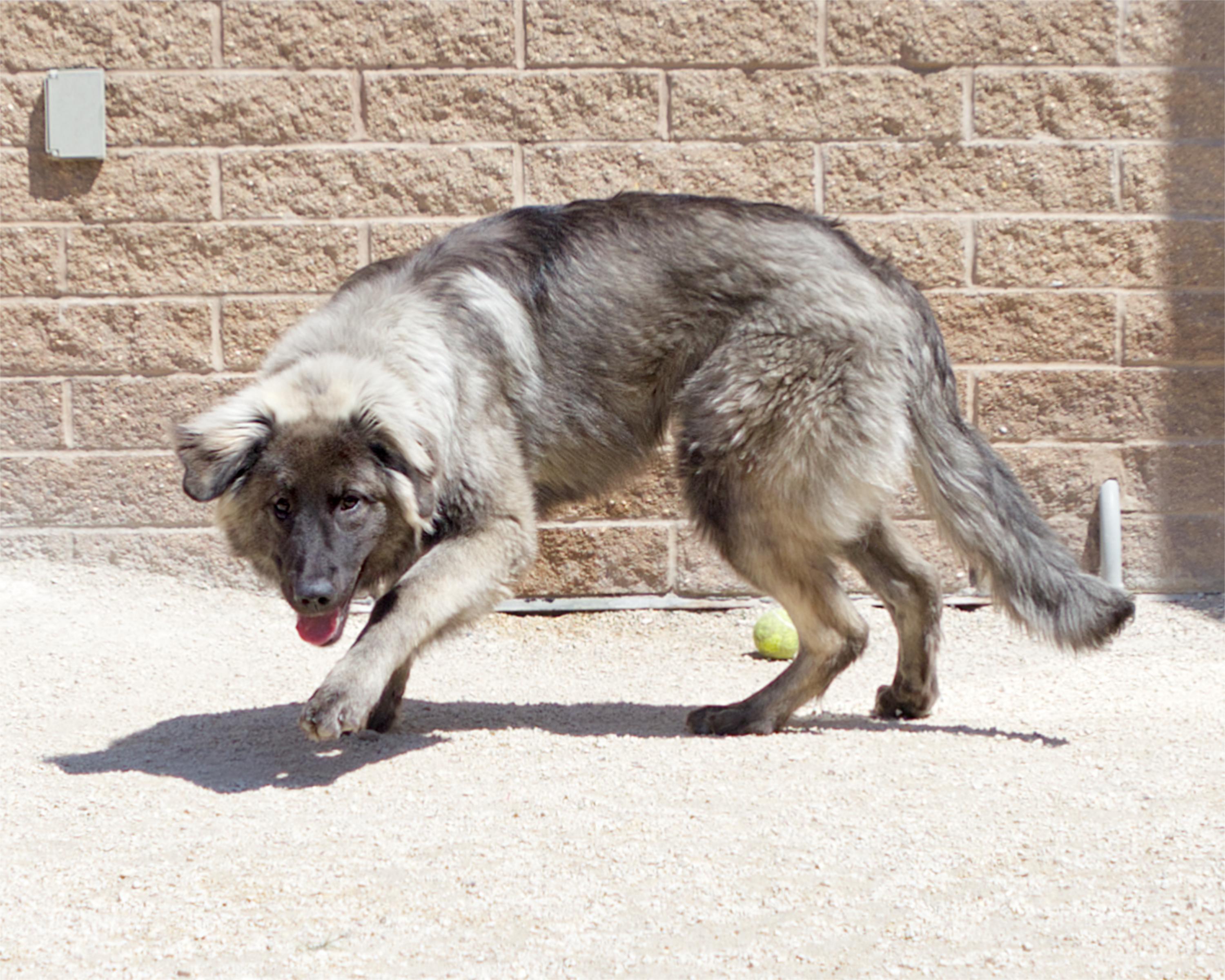 Enlarge Maddy, an adoptable mixed breed in Winnipeg, MB image 2/3