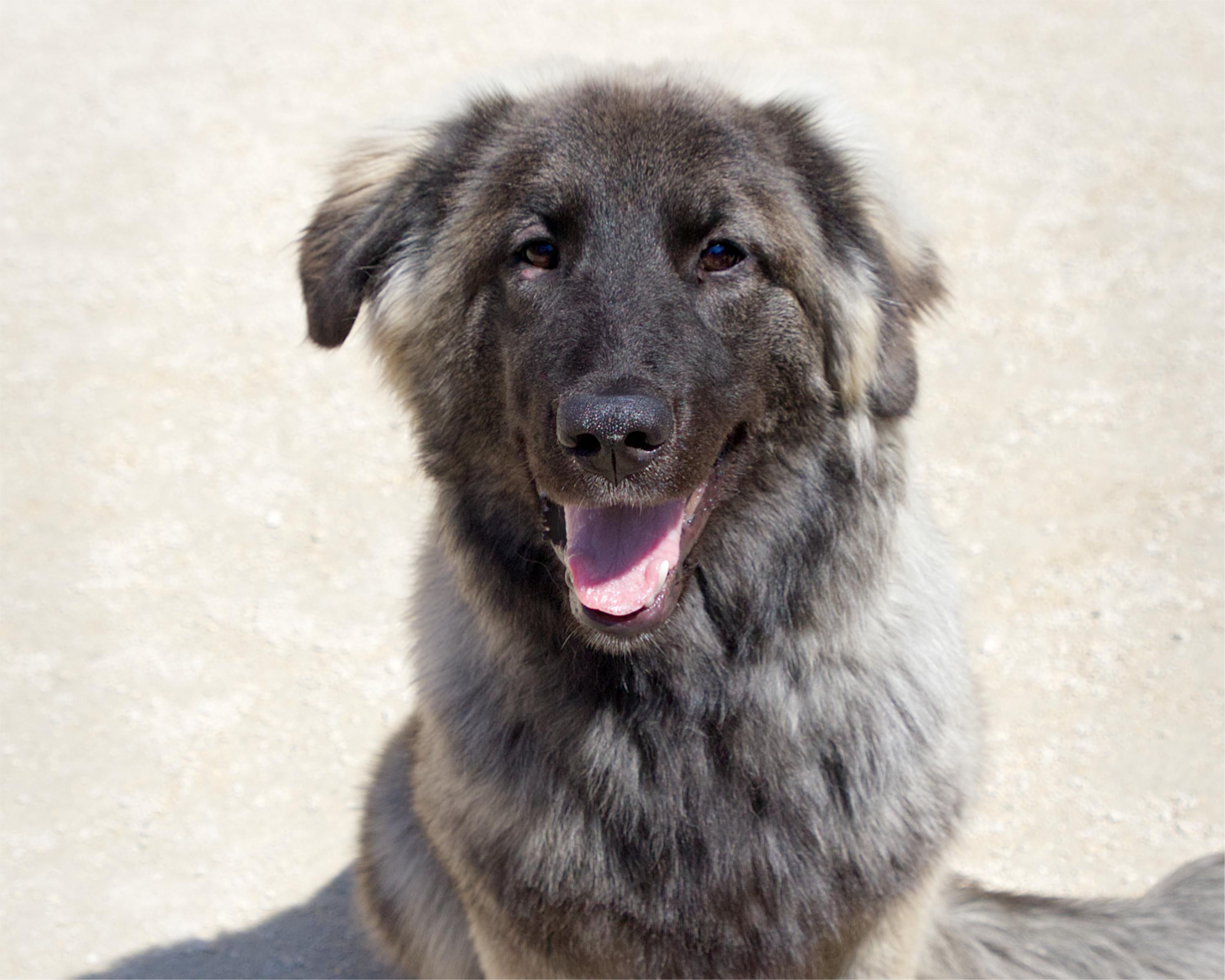 Maddy, adoptable, Young Female Shepherd.