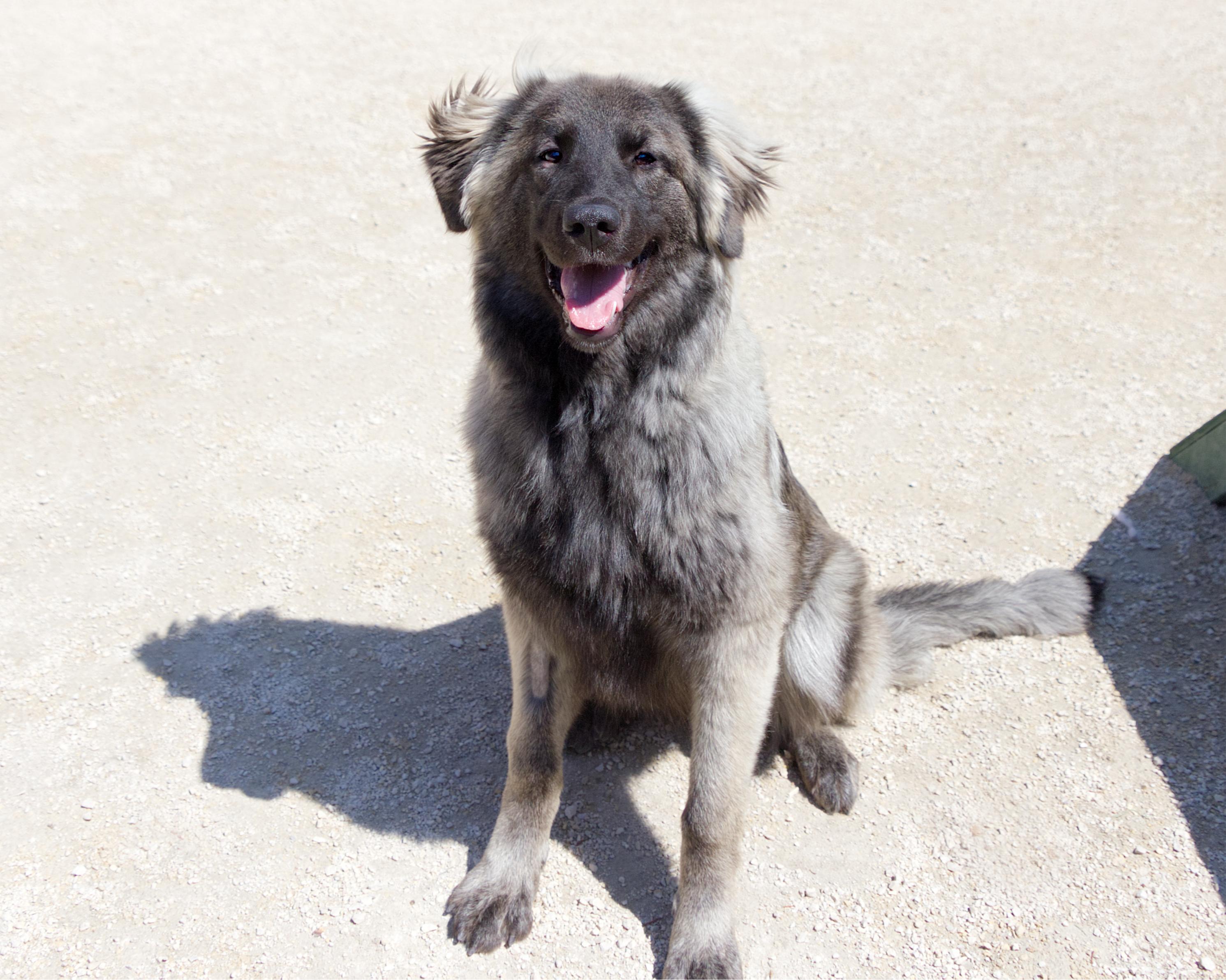 Enlarge Maddy, an adoptable mixed breed in Winnipeg, MB image 3/3