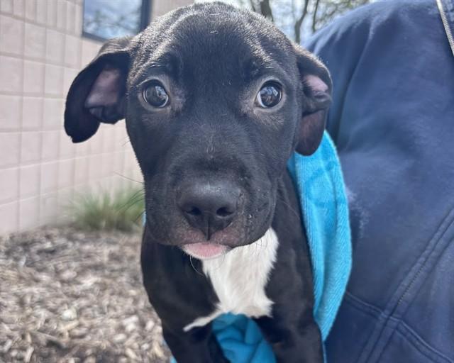 WYBIE, Adoptable, Puppy Male Labrador Retriever & Mixed Breed.