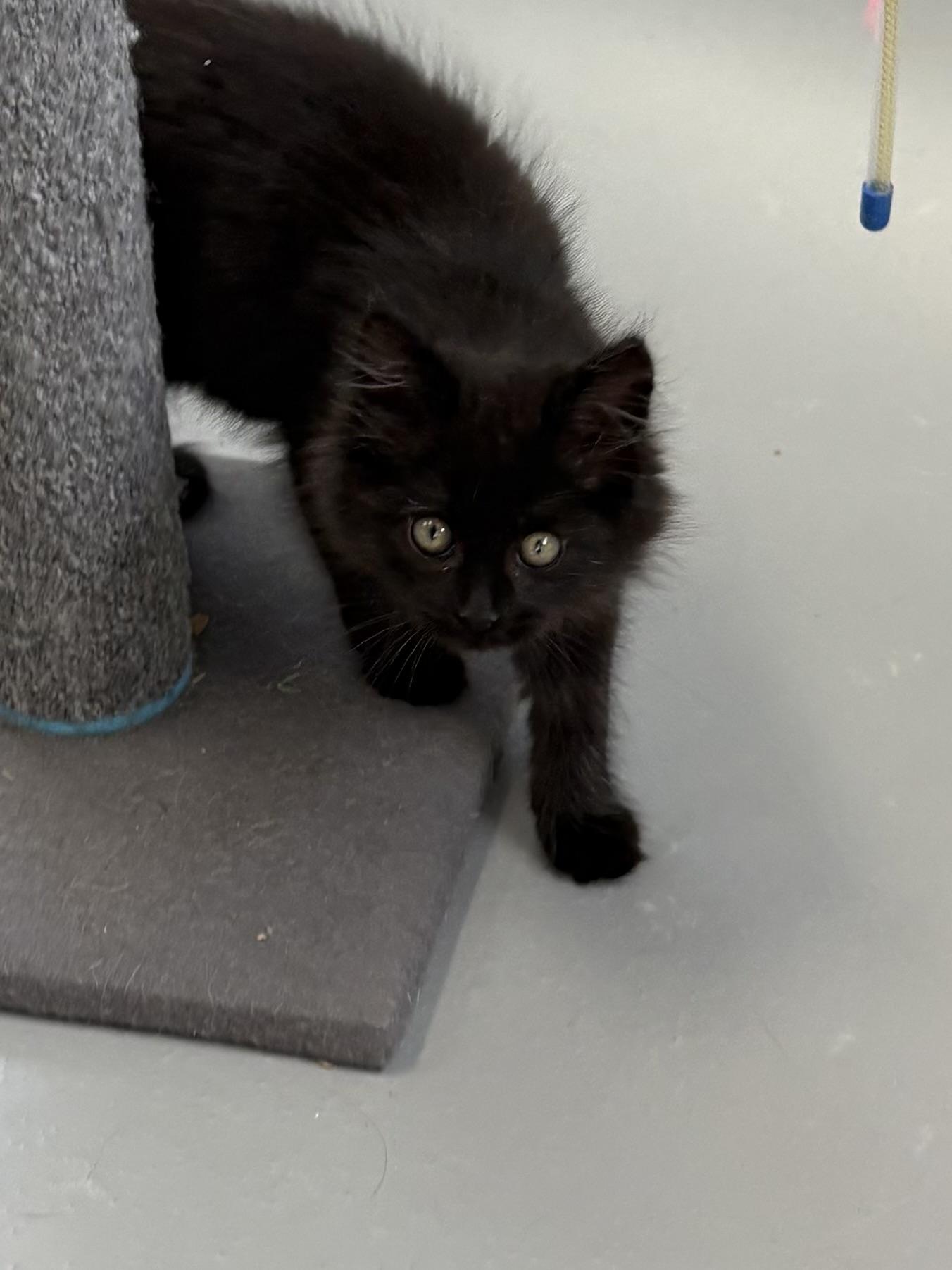Enlarge Salem, a Adopted Domestic Long Hair in Big Rapids, MI image 4/5