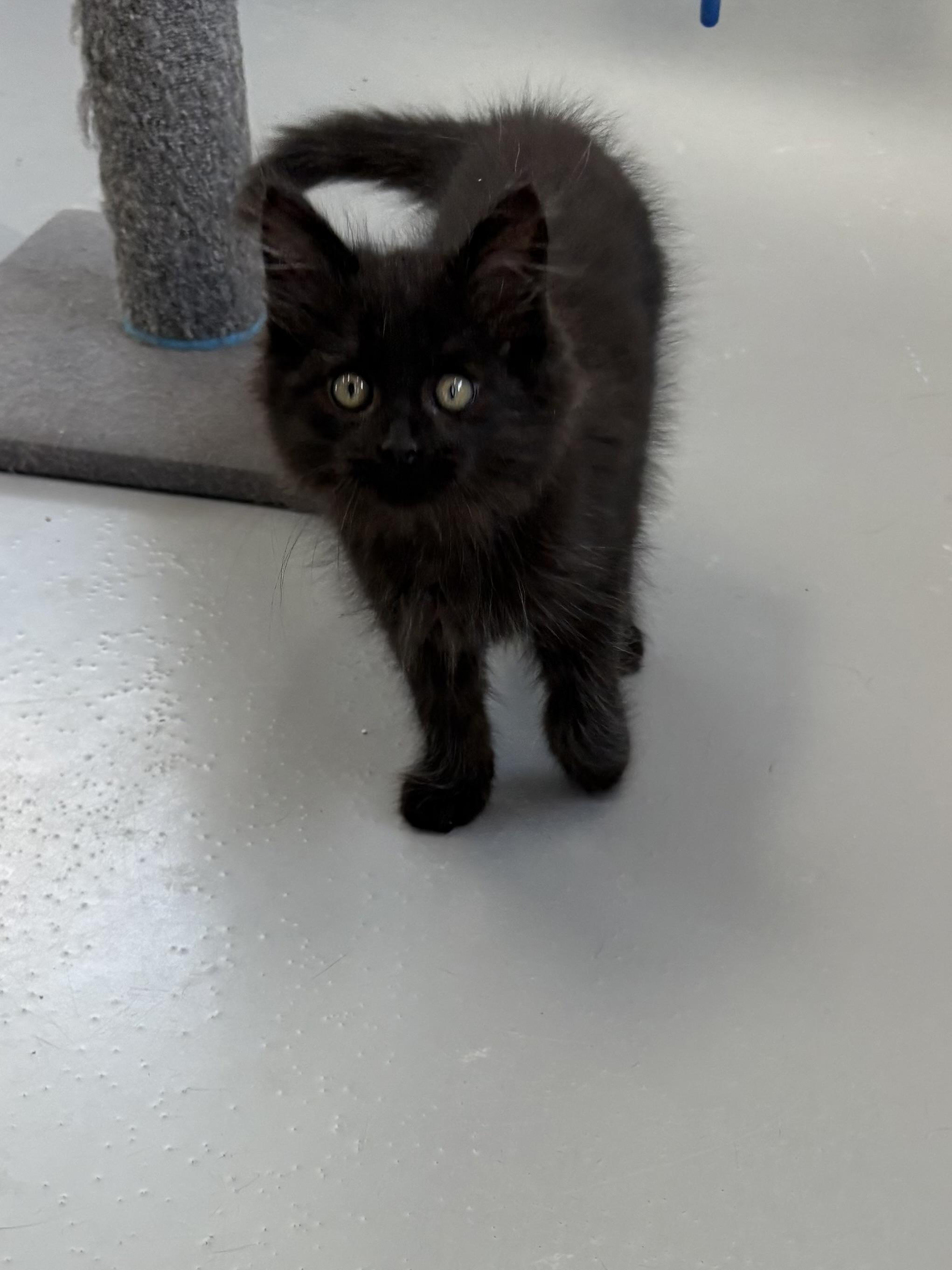 Enlarge Salem, a Adopted Domestic Long Hair in Big Rapids, MI image 3/5