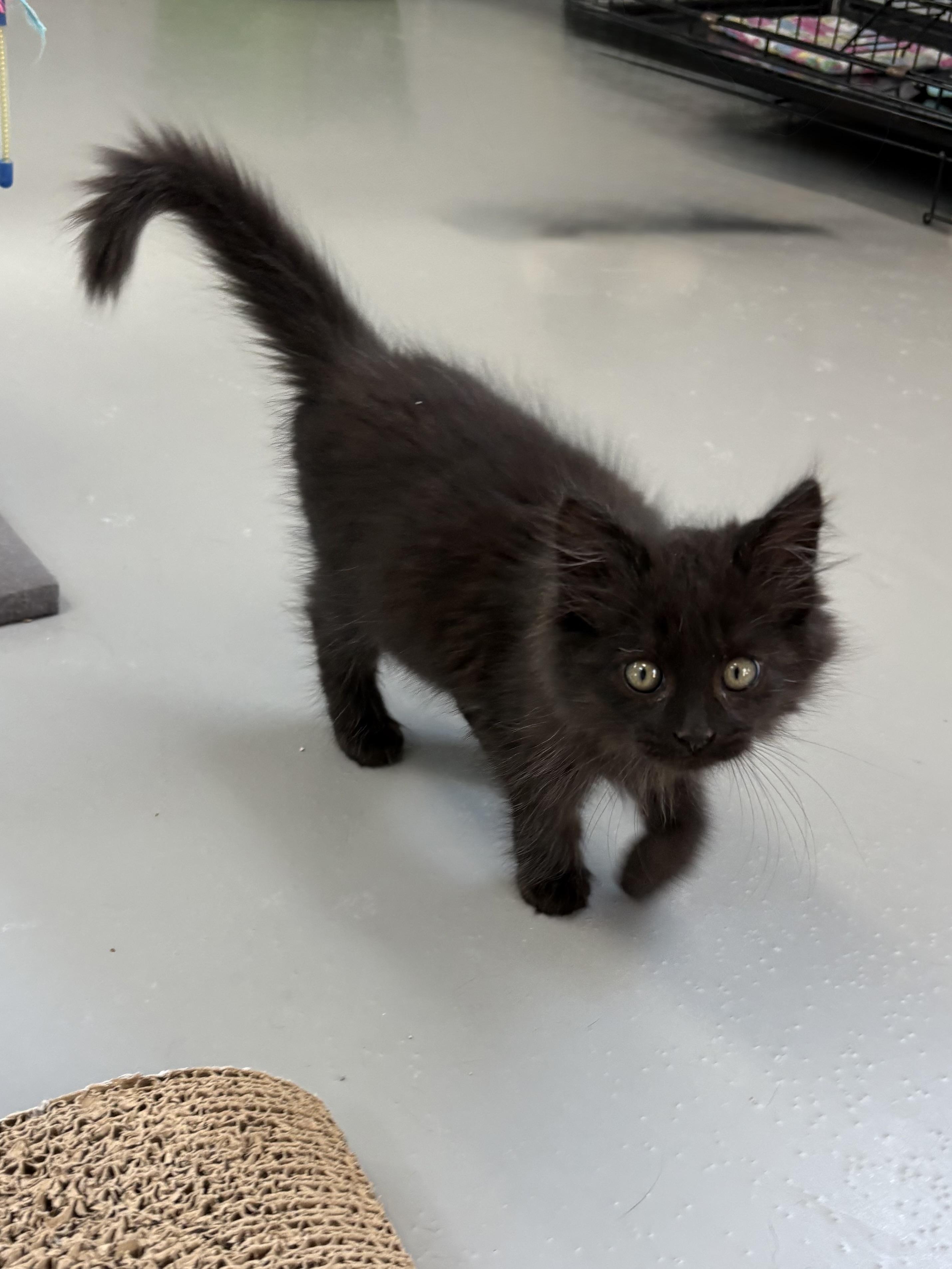 Salem, Adopted, Young Male Domestic Long Hair.