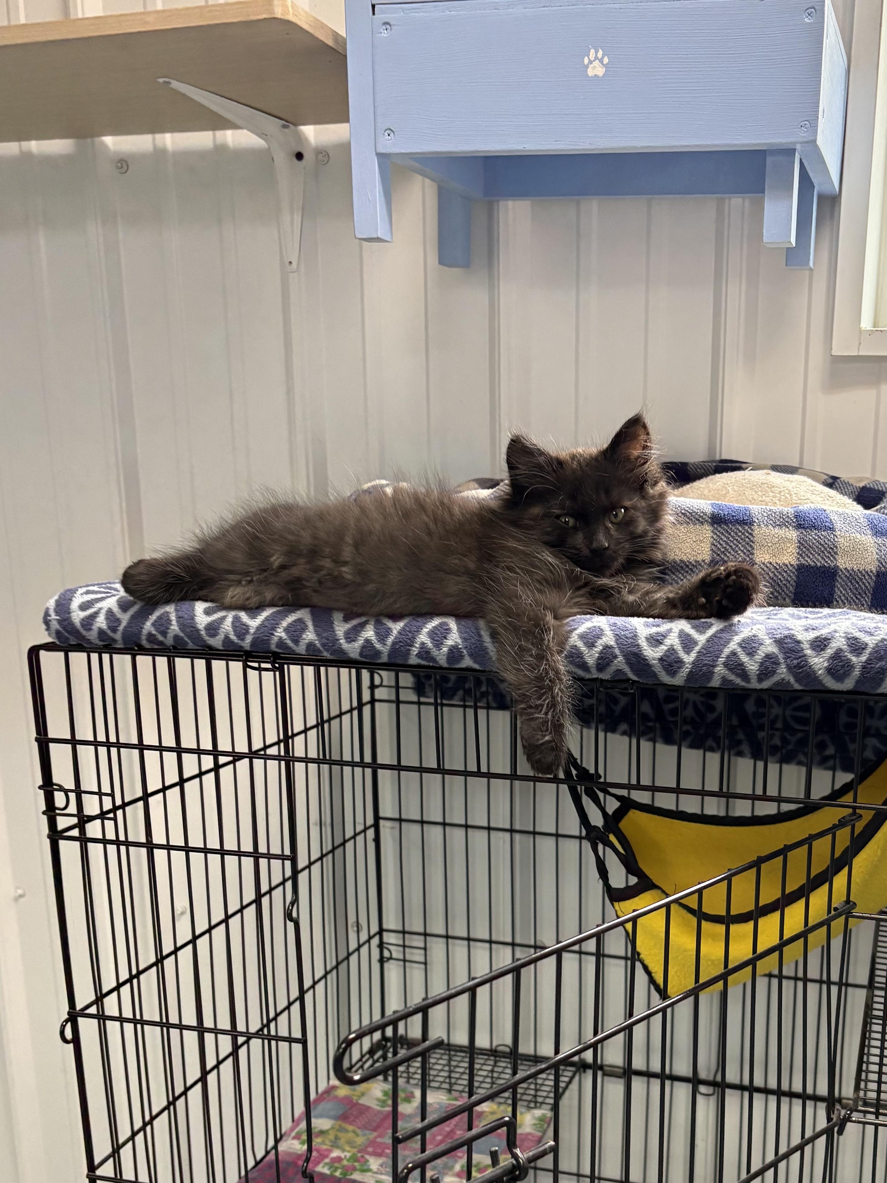 Enlarge Salem, a Adopted Domestic Long Hair in Big Rapids, MI image 2/5