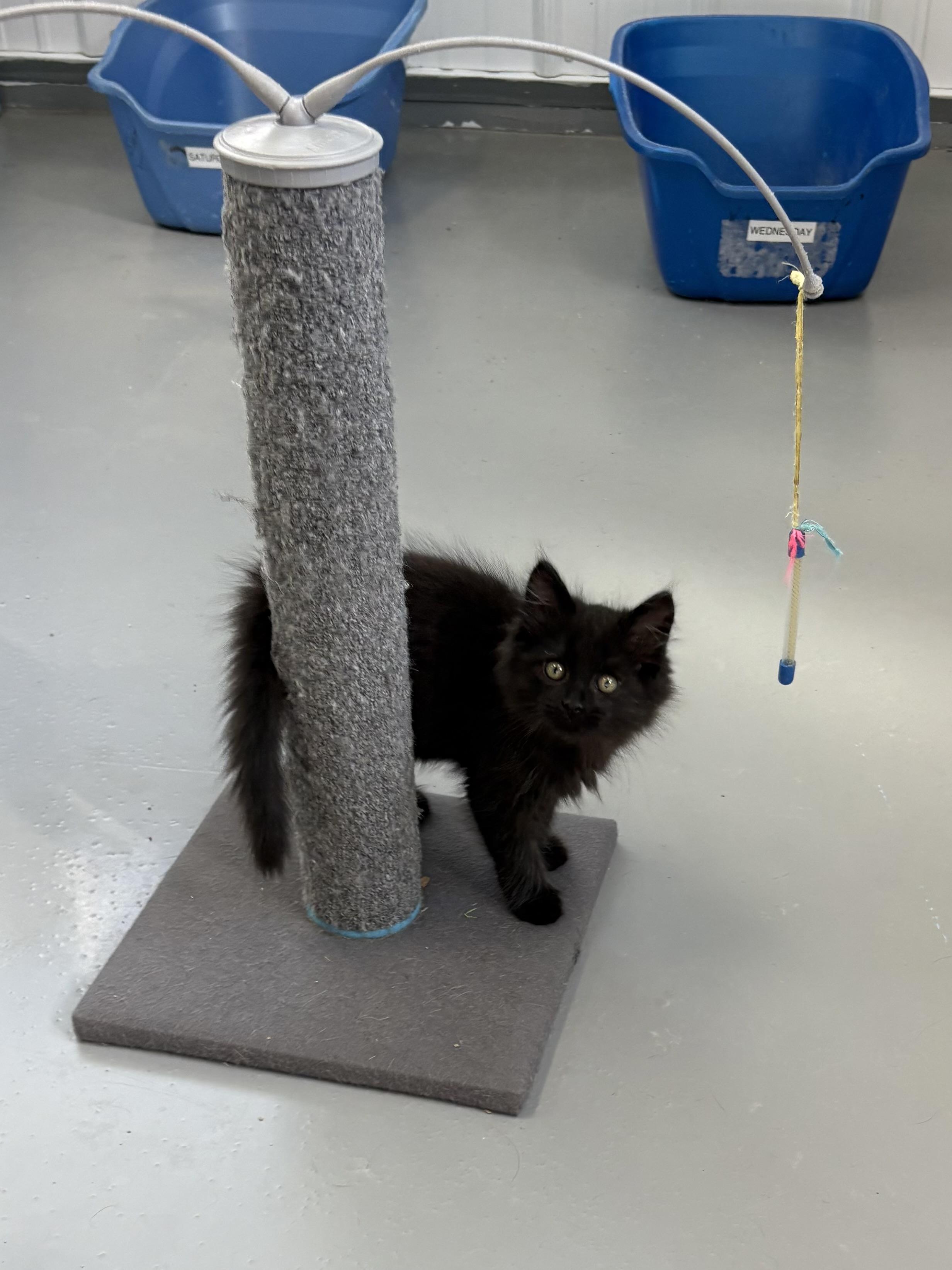 Enlarge Salem, a Adopted Domestic Long Hair in Big Rapids, MI image 5/5