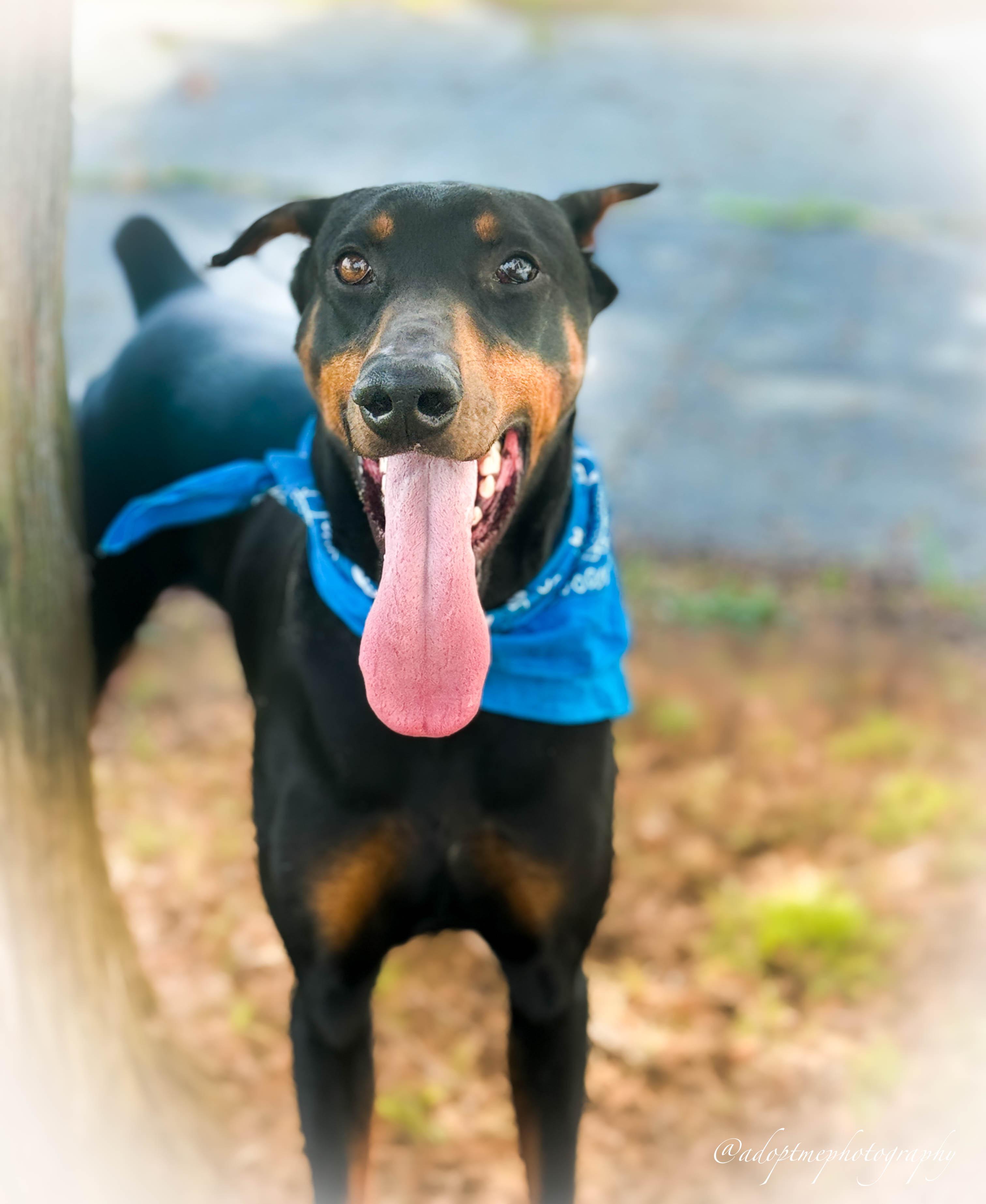 Enlarge Angelino, a ADOPTABLE Doberman Pinscher in Torrance, CA image 3/6