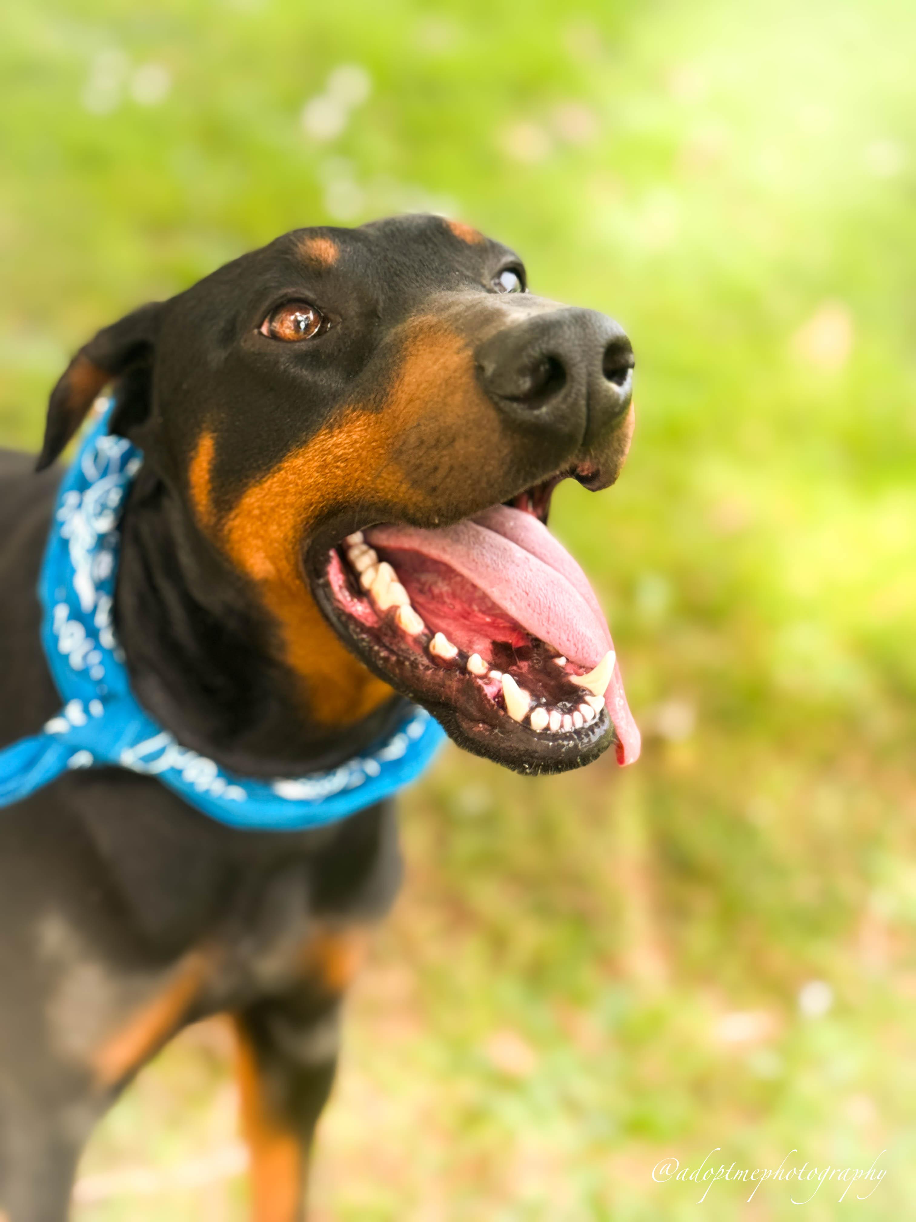 Enlarge Angelino, a ADOPTABLE Doberman Pinscher in Torrance, CA image 4/6