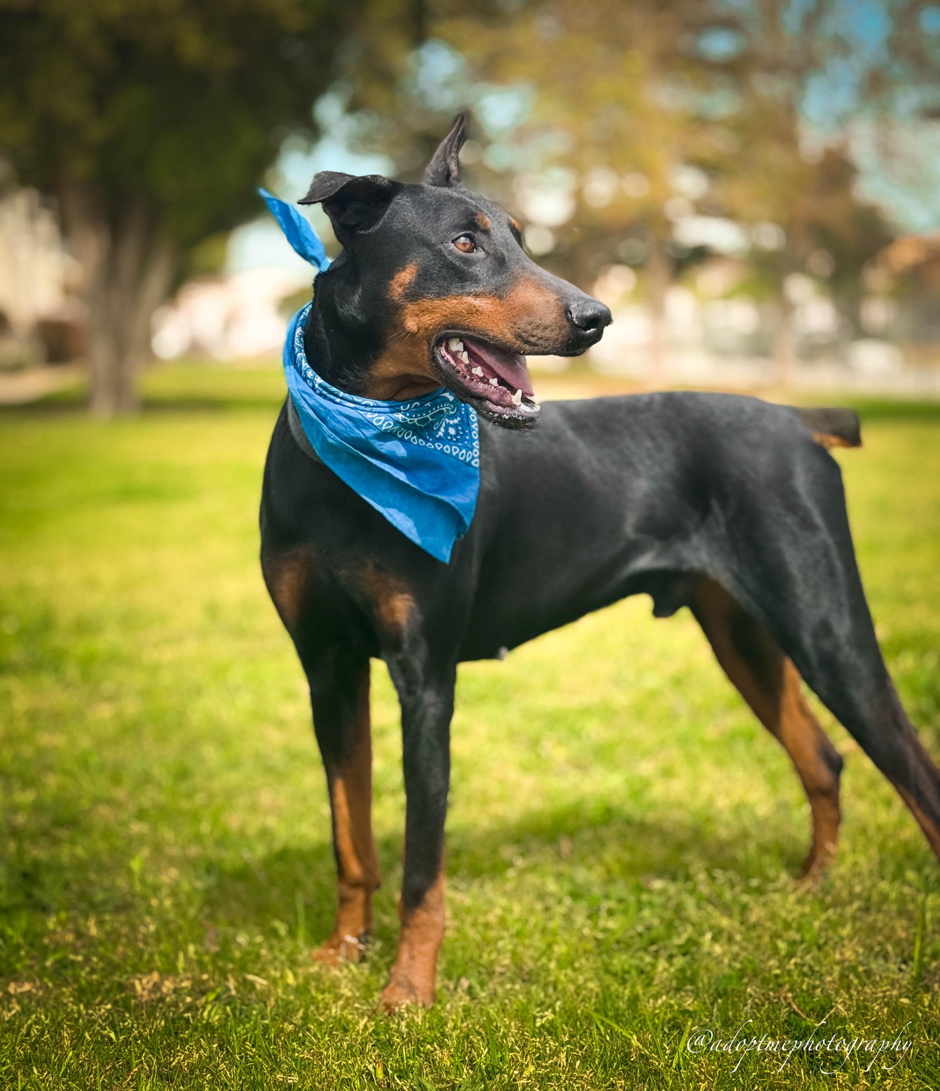 Enlarge Angelino, a ADOPTABLE Doberman Pinscher in Torrance, CA image 2/6