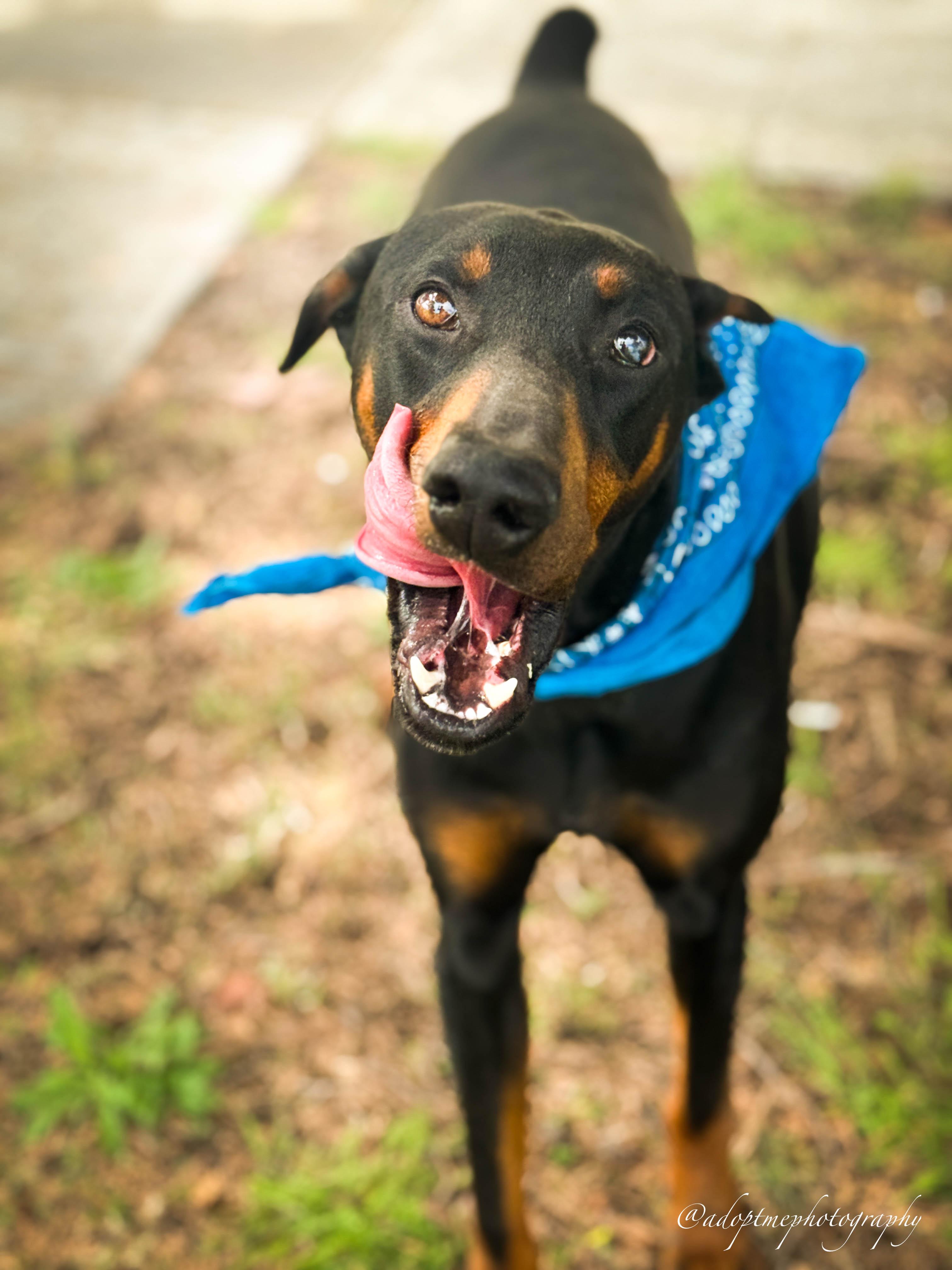 Enlarge Angelino, a ADOPTABLE Doberman Pinscher in Torrance, CA image 5/6