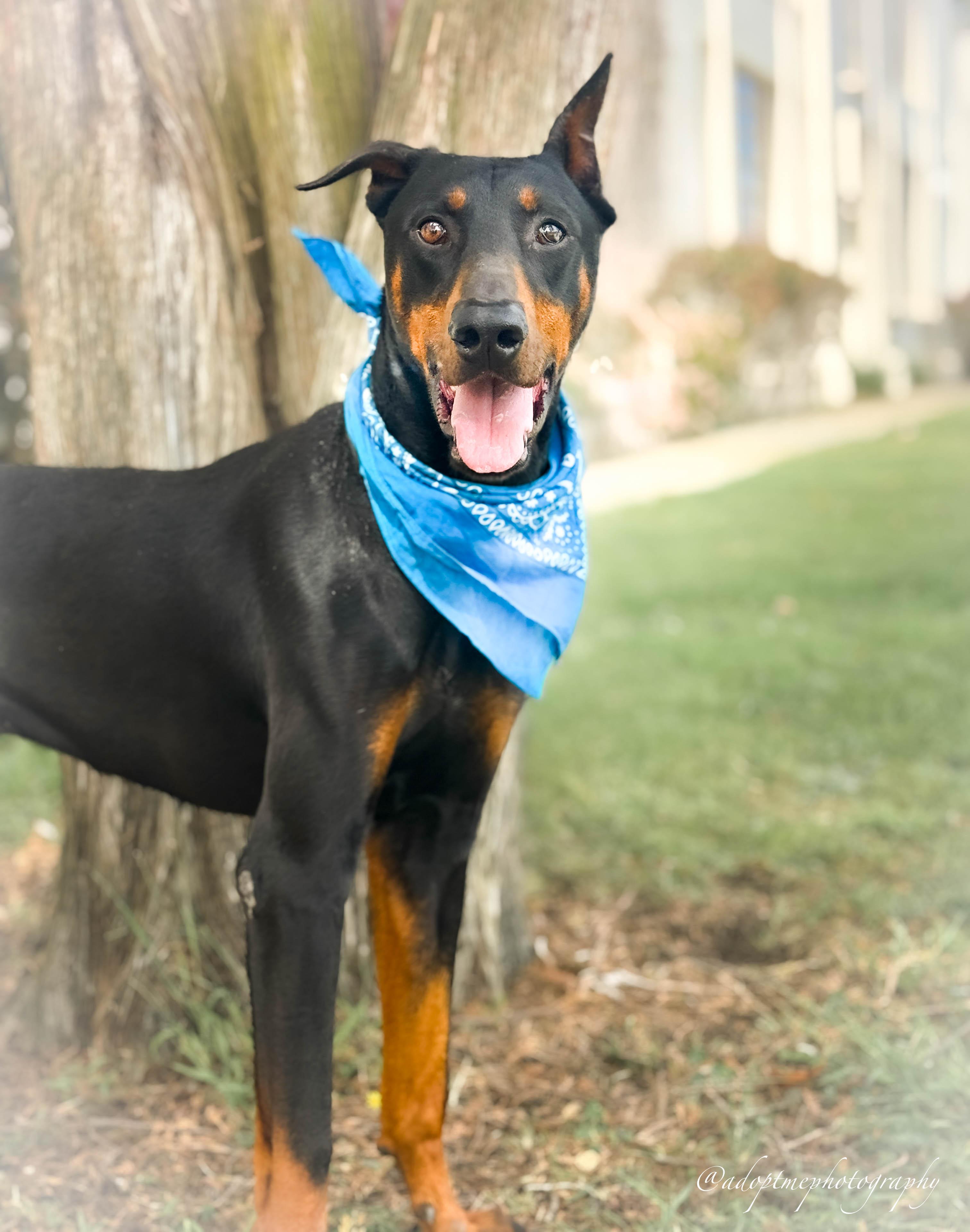 Angelino, ADOPTABLE, Young Male Doberman Pinscher.